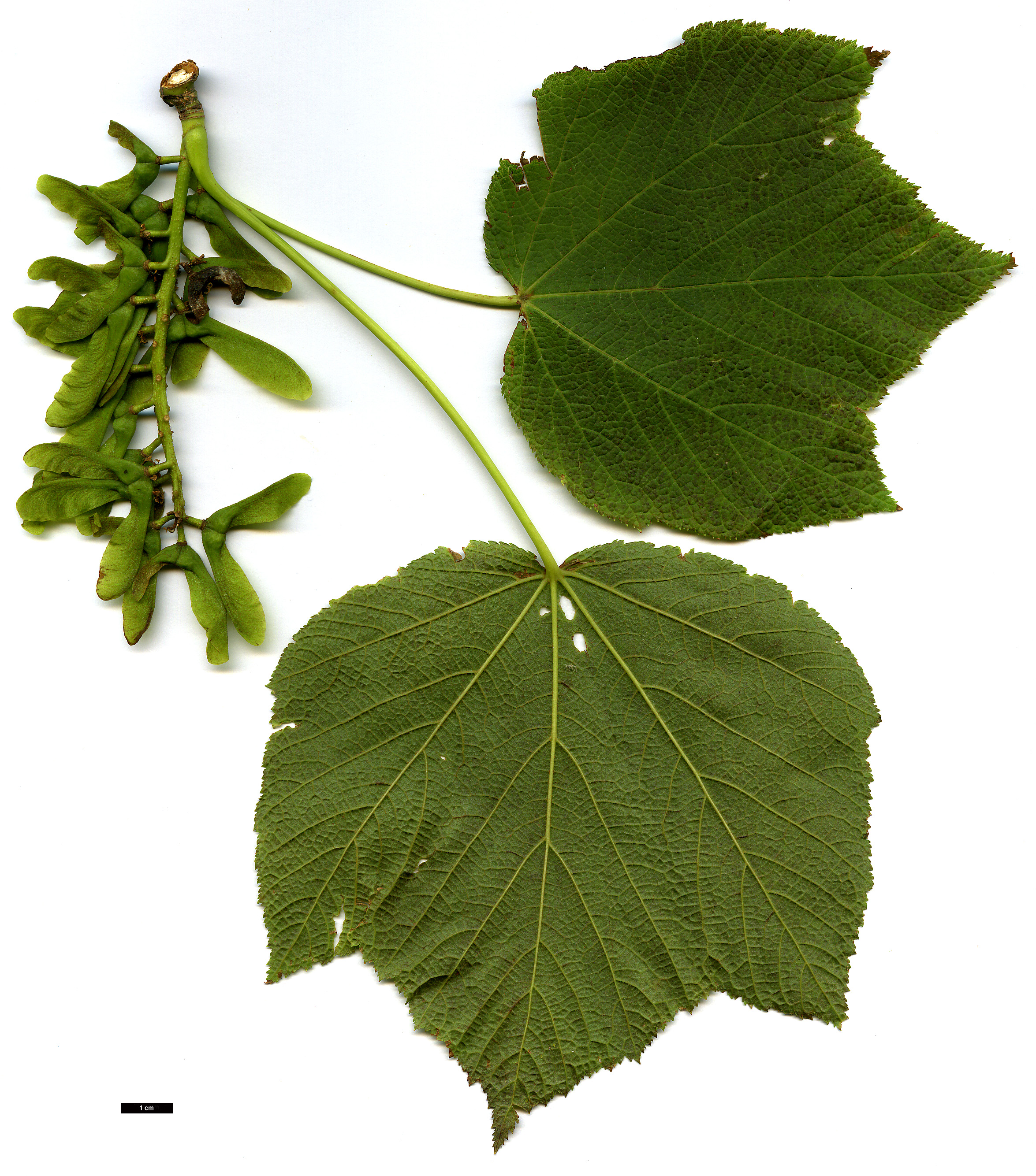 High resolution image: Family: Sapindaceae - Genus: Acer - Taxon: nipponicum