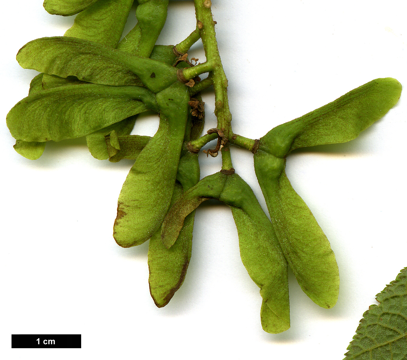 High resolution image: Family: Sapindaceae - Genus: Acer - Taxon: nipponicum