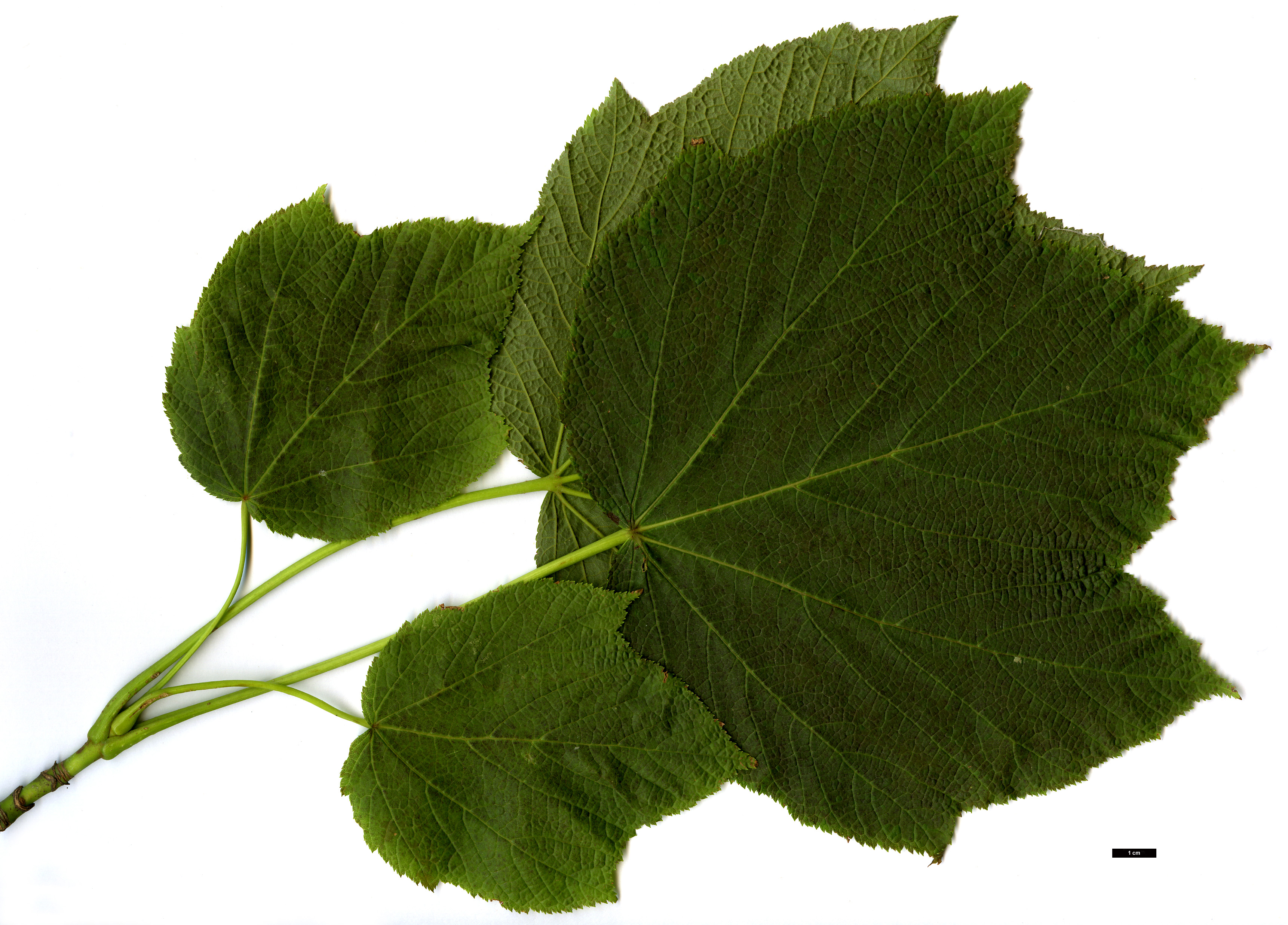 High resolution image: Family: Sapindaceae - Genus: Acer - Taxon: nipponicum