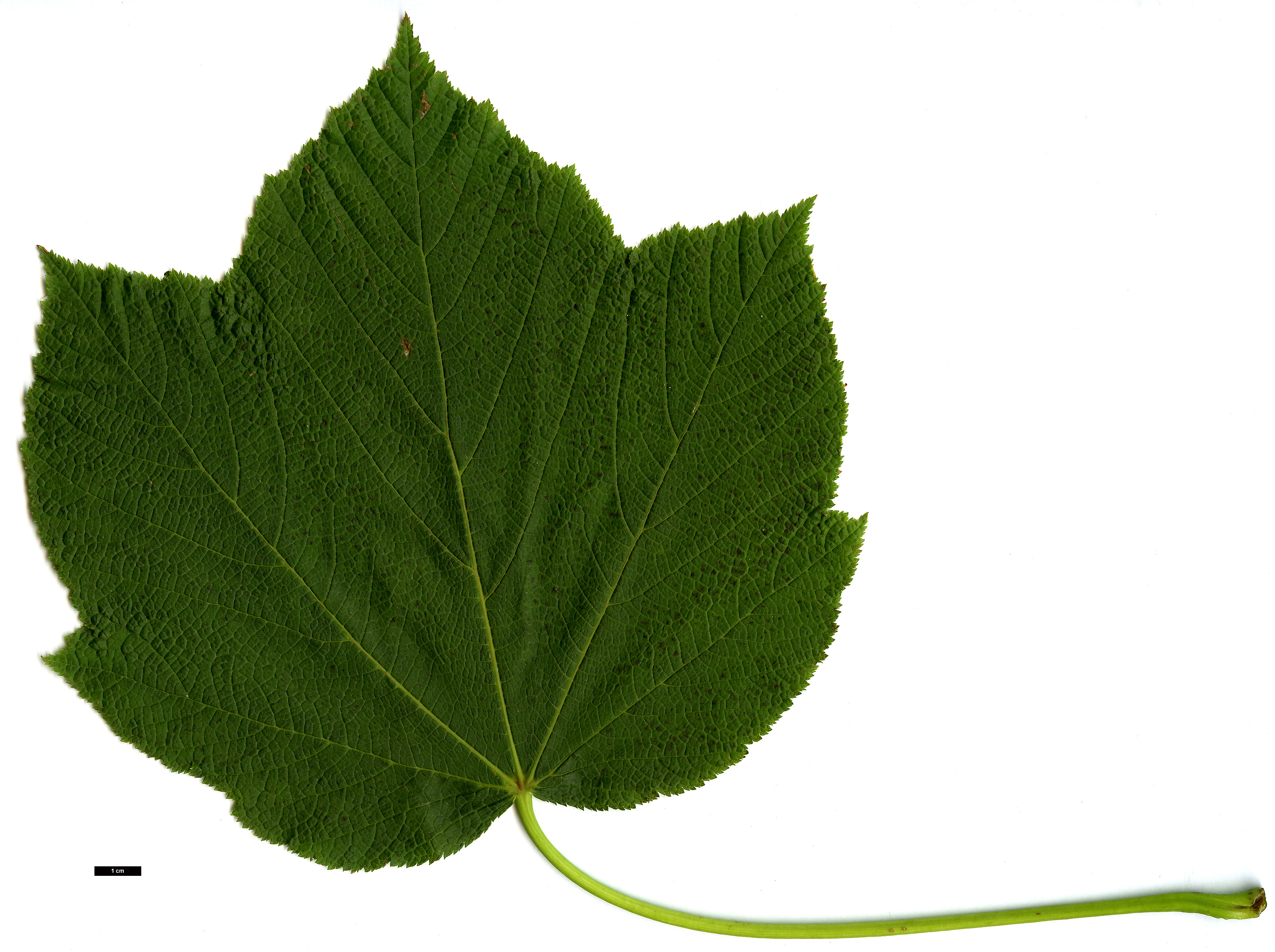 High resolution image: Family: Sapindaceae - Genus: Acer - Taxon: nipponicum