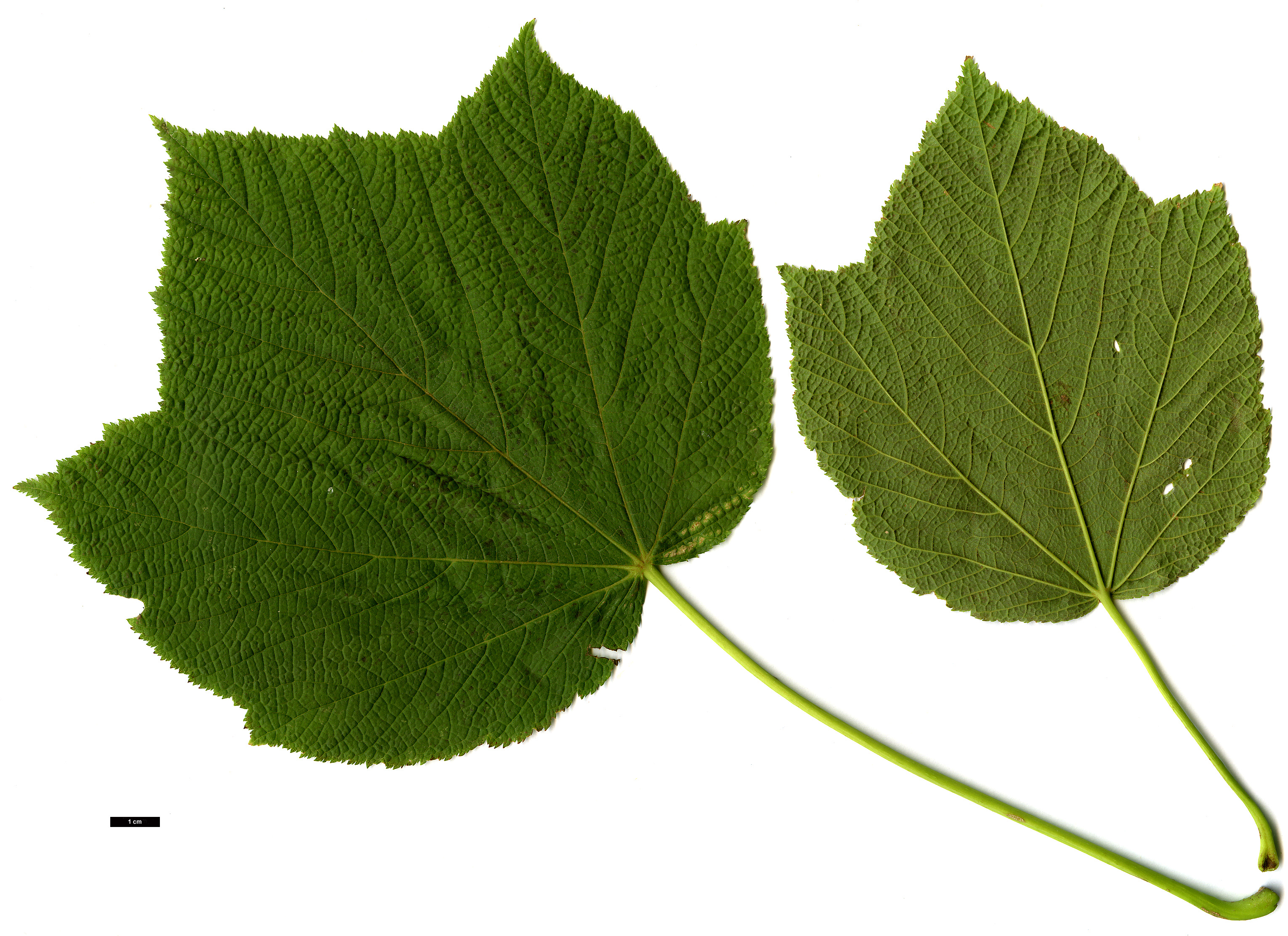 High resolution image: Family: Sapindaceae - Genus: Acer - Taxon: nipponicum