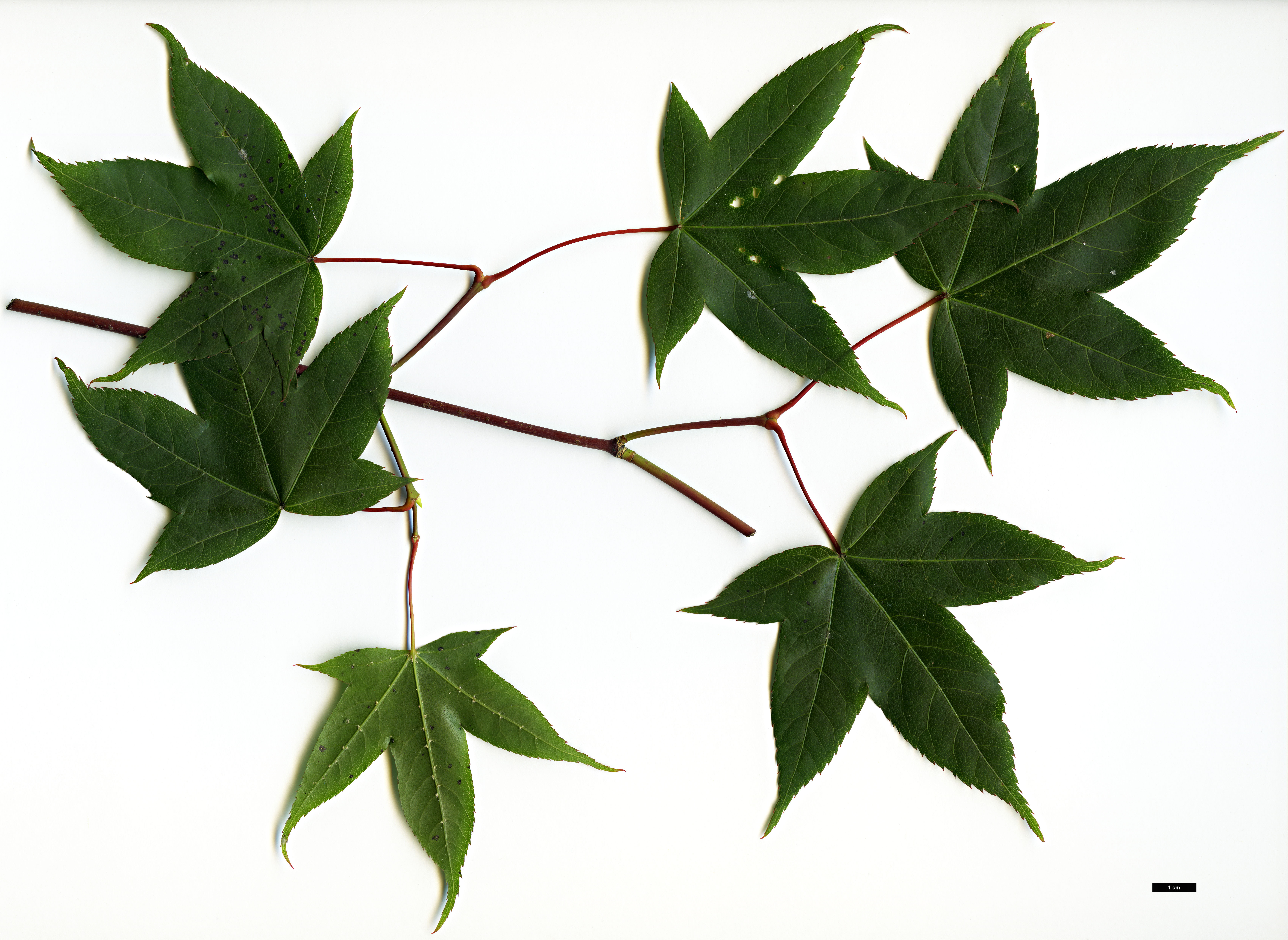 High resolution image: Family: Sapindaceae - Genus: Acer - Taxon: oliverianum