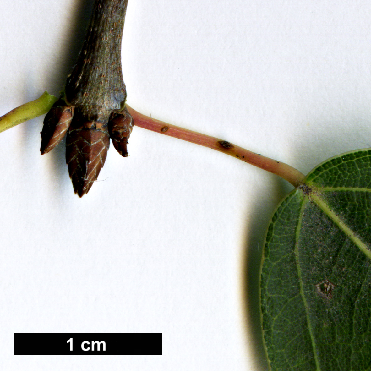 High resolution image: Family: Sapindaceae - Genus: Acer - Taxon: paxii