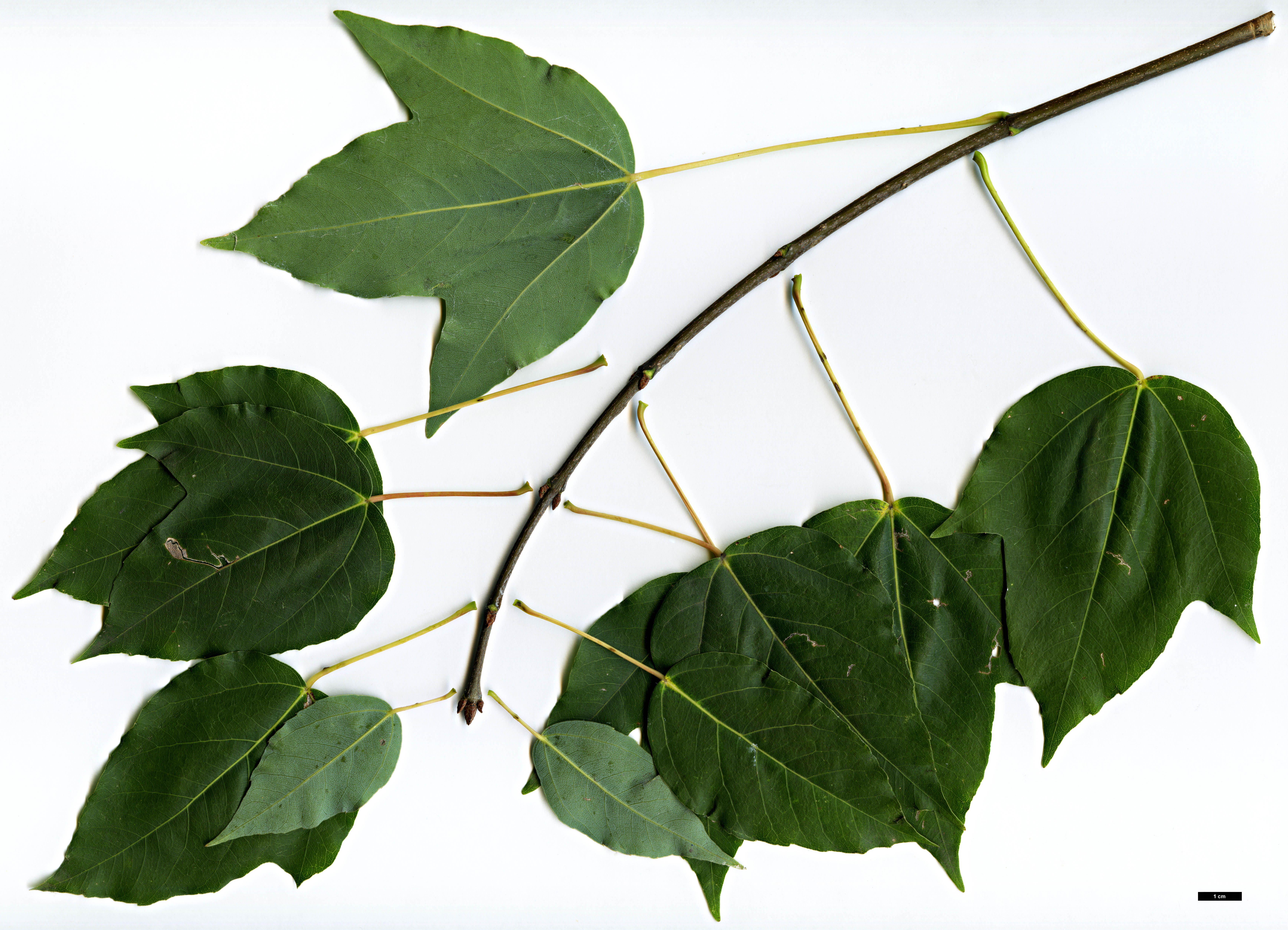 High resolution image: Family: Sapindaceae - Genus: Acer - Taxon: paxii