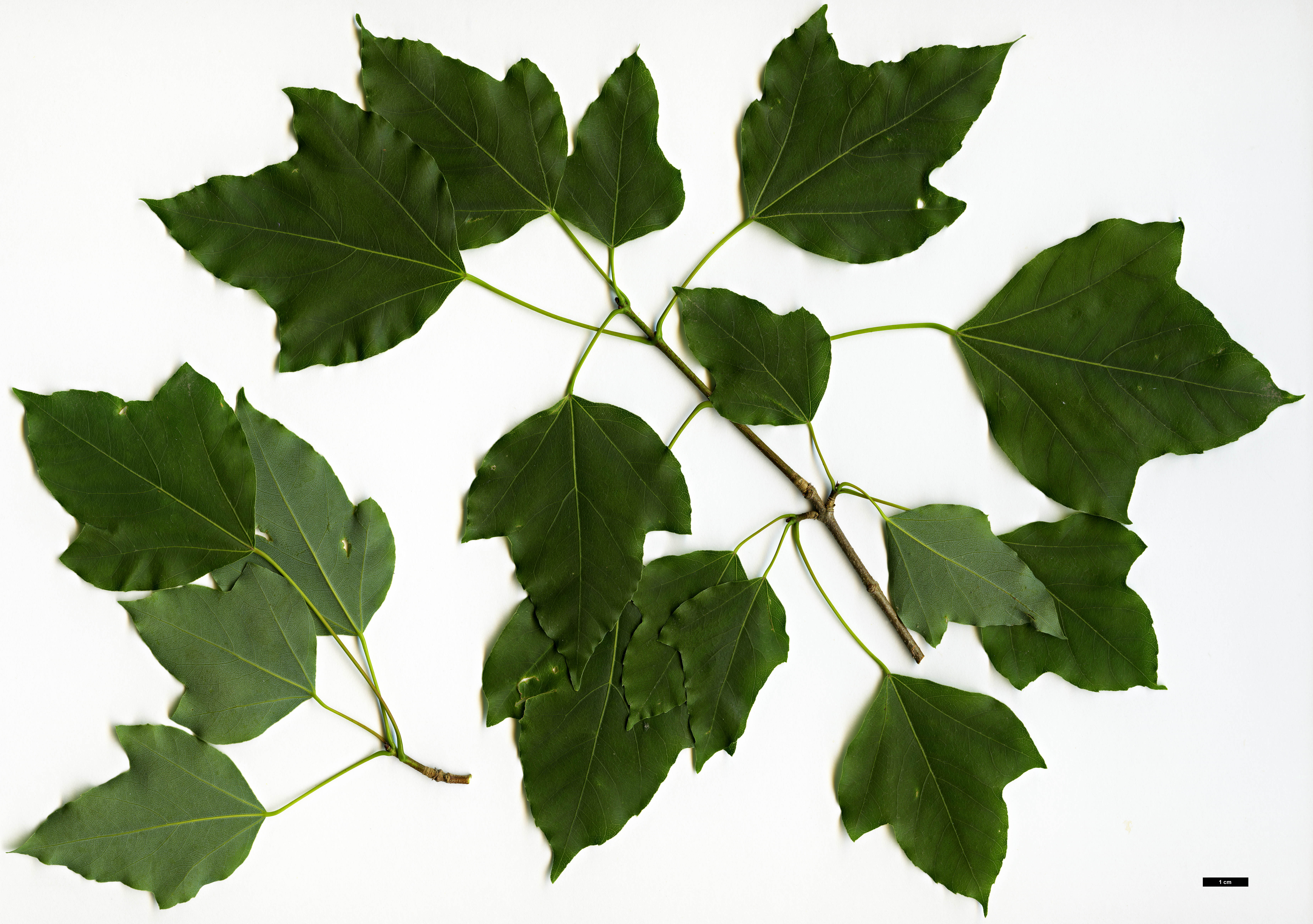 High resolution image: Family: Sapindaceae - Genus: Acer - Taxon: paxii