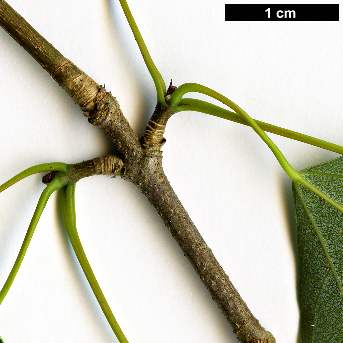 High resolution image: Family: Sapindaceae - Genus: Acer - Taxon: paxii