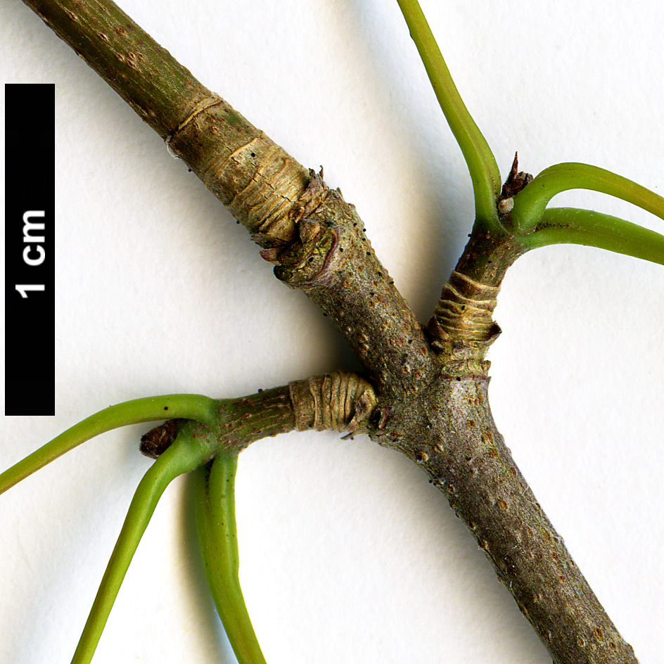 High resolution image: Family: Sapindaceae - Genus: Acer - Taxon: paxii