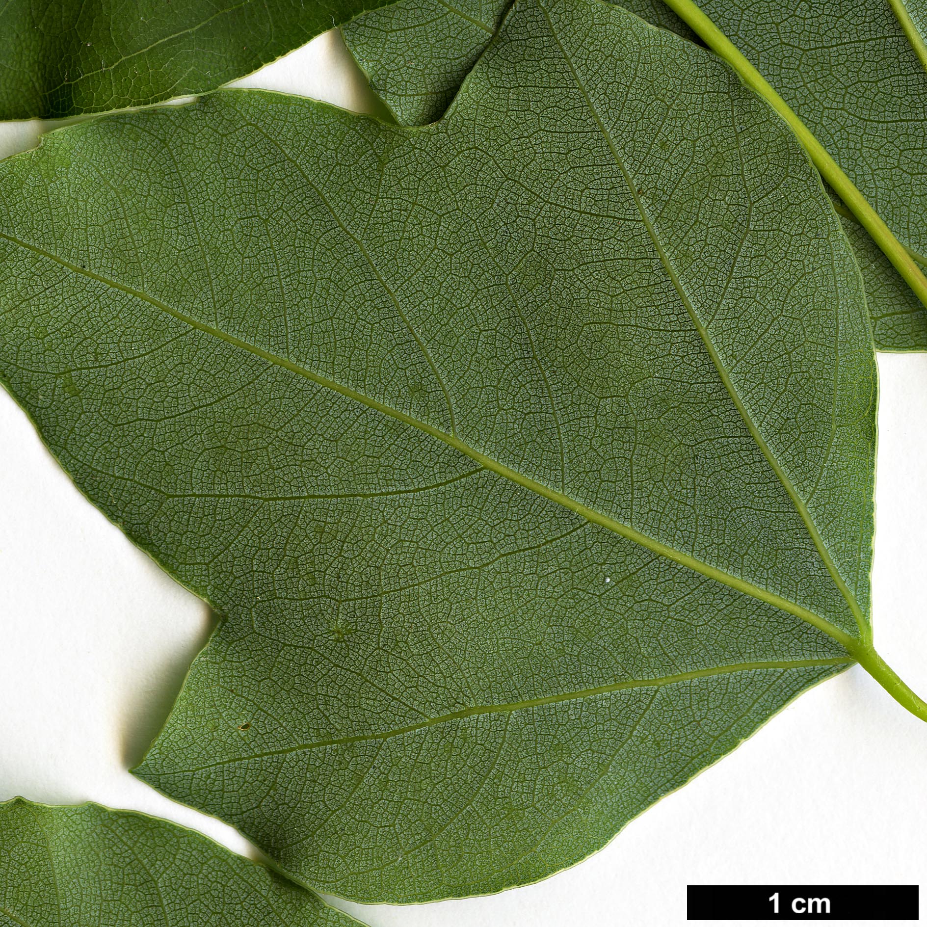 High resolution image: Family: Sapindaceae - Genus: Acer - Taxon: paxii