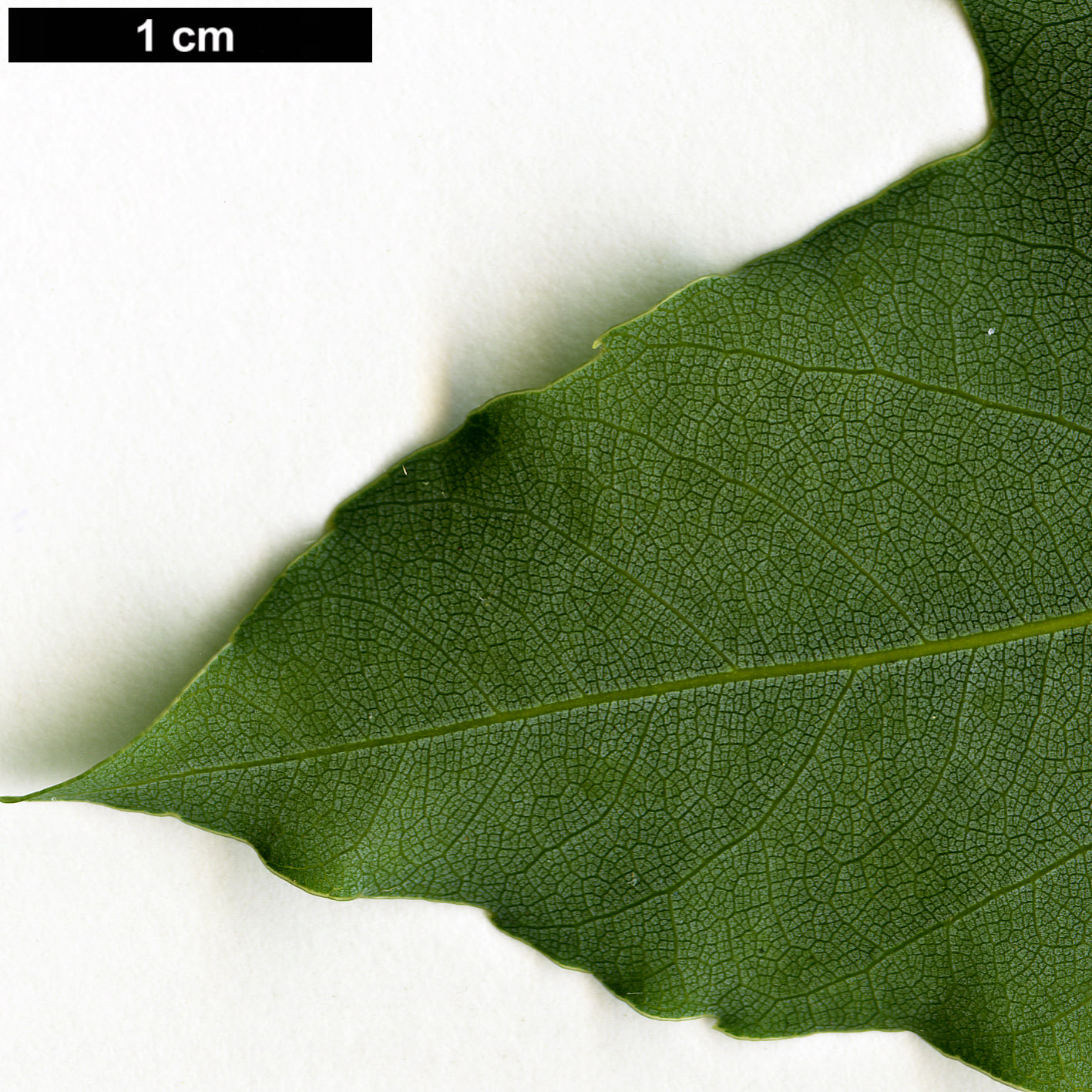 High resolution image: Family: Sapindaceae - Genus: Acer - Taxon: paxii
