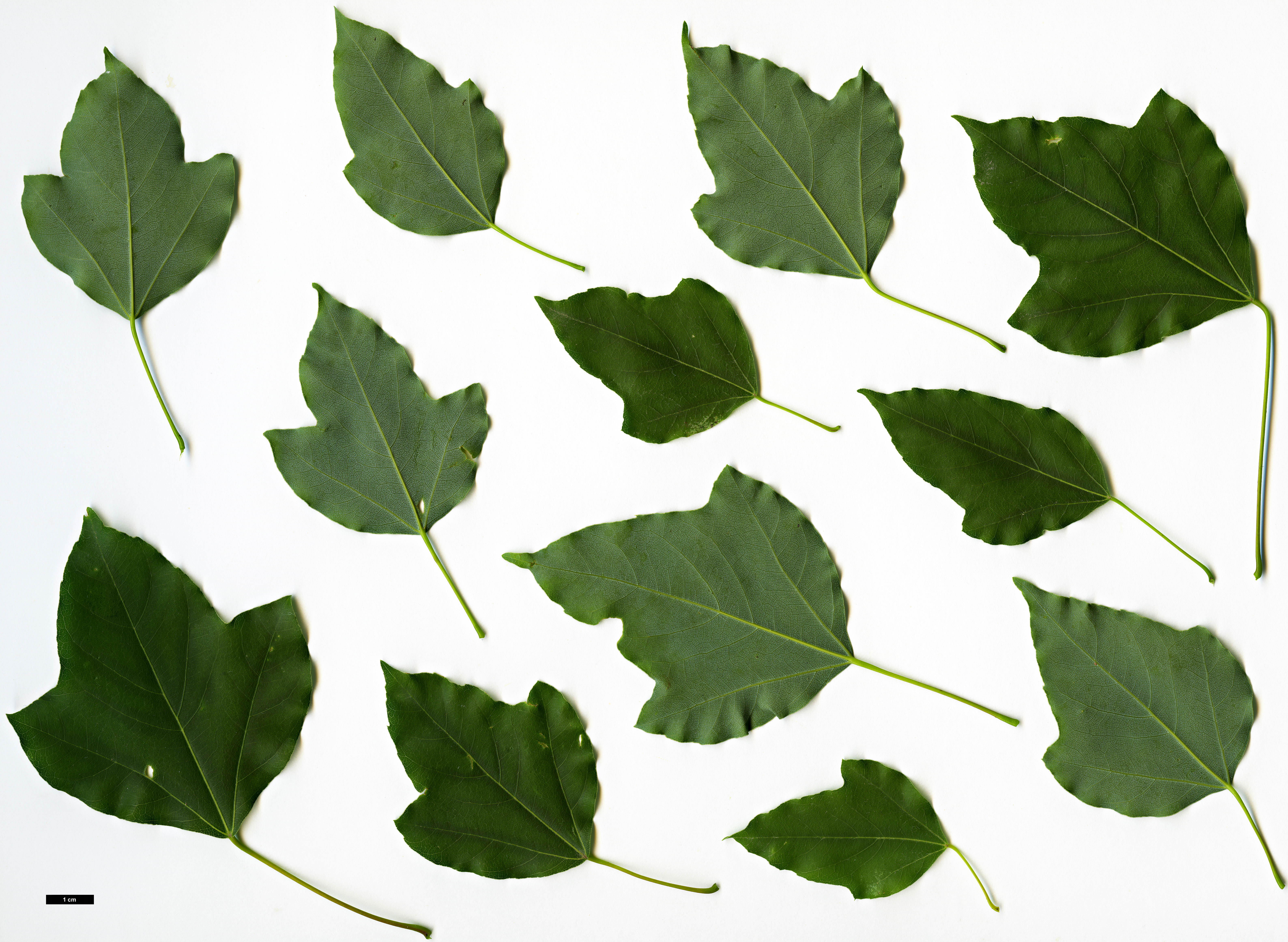 High resolution image: Family: Sapindaceae - Genus: Acer - Taxon: paxii