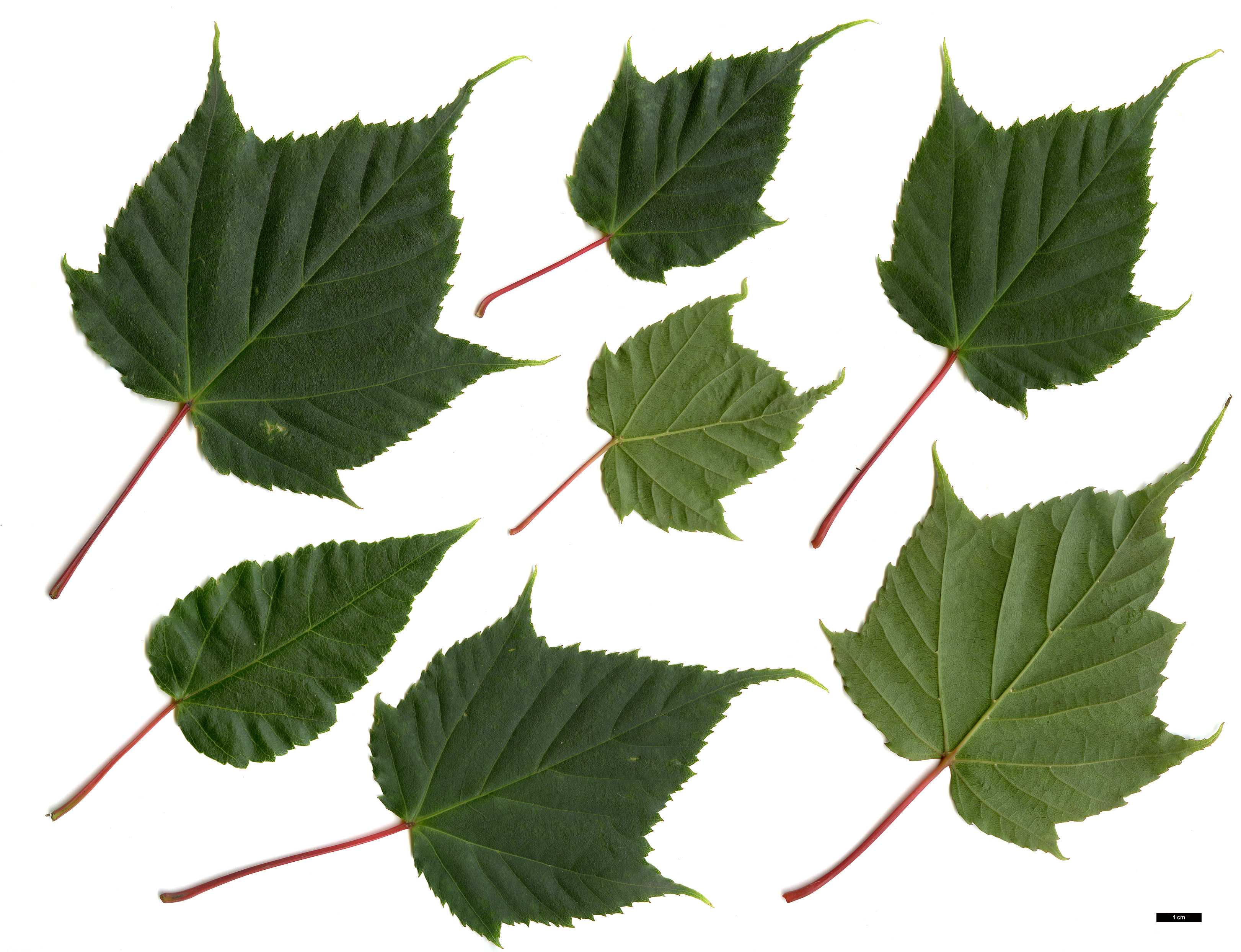 High resolution image: Family: Sapindaceae - Genus: Acer - Taxon: rubescens