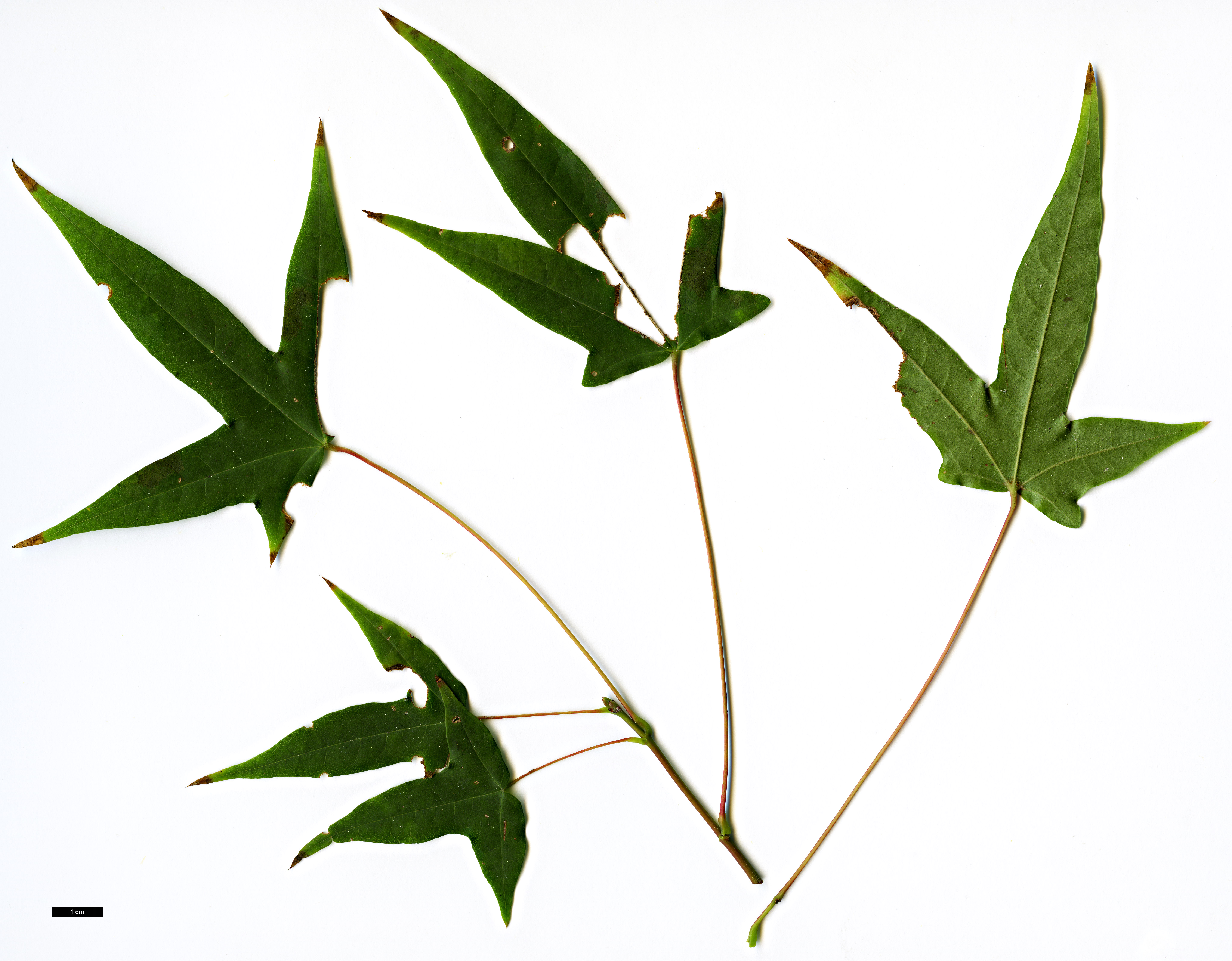 High resolution image: Family: Sapindaceae - Genus: Acer - Taxon: shenkanense