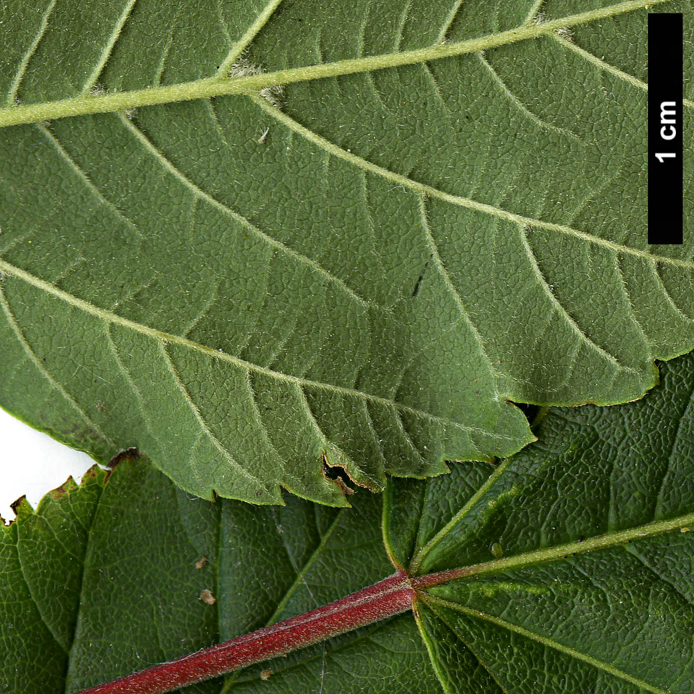 High resolution image: Family: Sapindaceae - Genus: Acer - Taxon: stachyophyllum