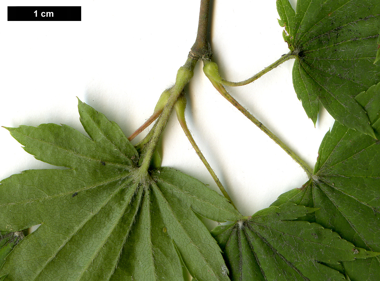 High resolution image: Family: Sapindaceae - Genus: Acer - Taxon: tenuifolium