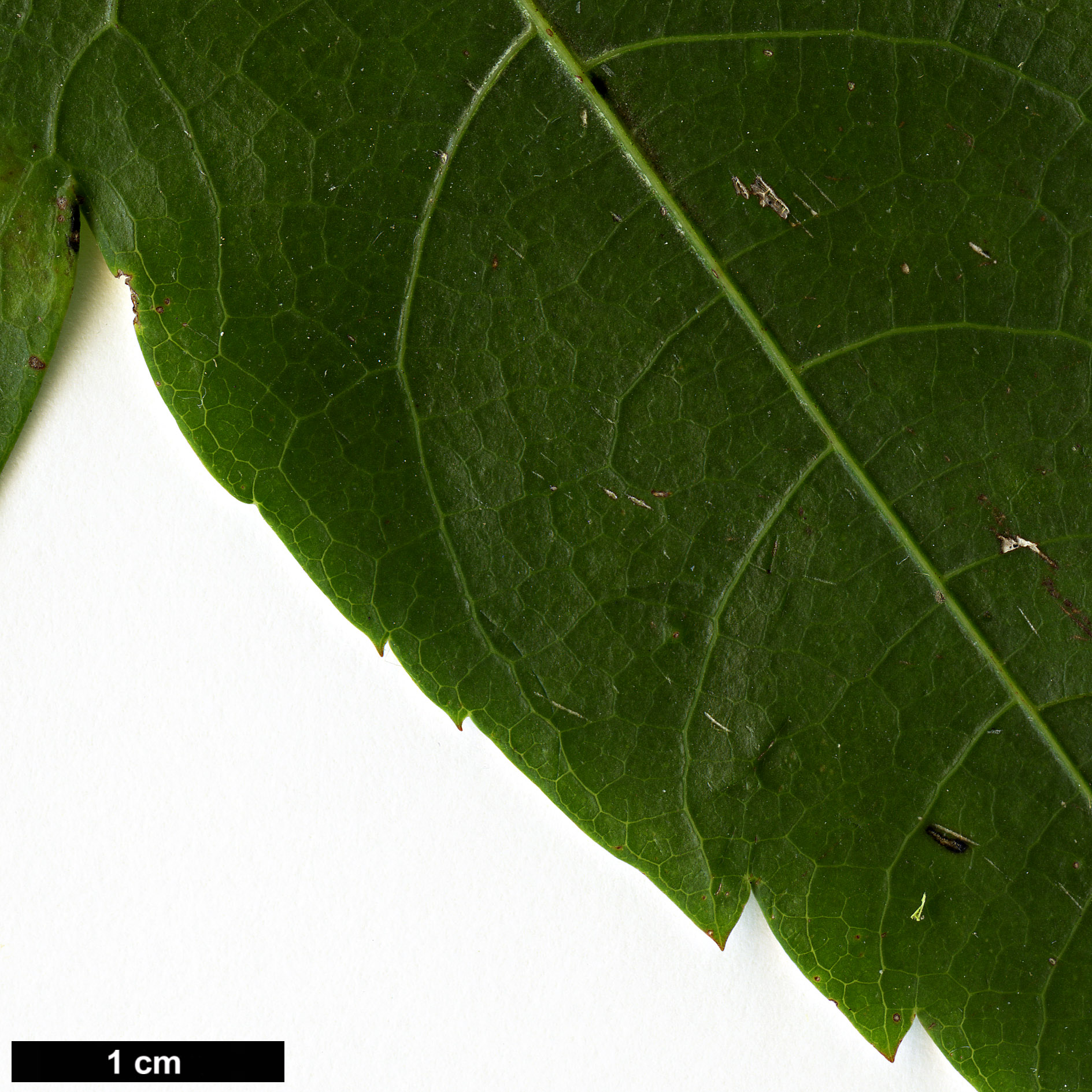 High resolution image: Family: Sapindaceae - Genus: Acer - Taxon: tonkinense