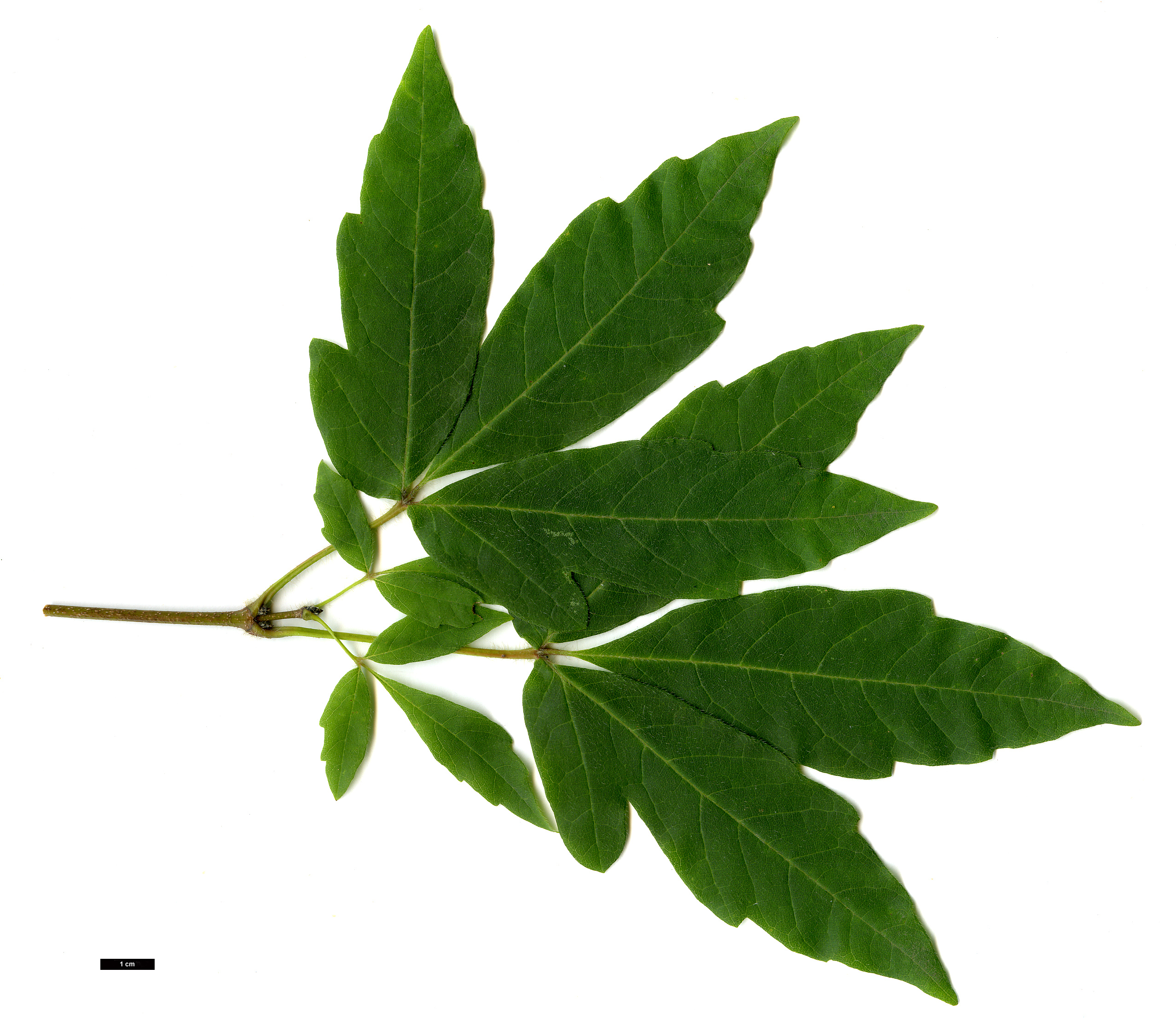 High resolution image: Family: Sapindaceae - Genus: Acer - Taxon: triflorum