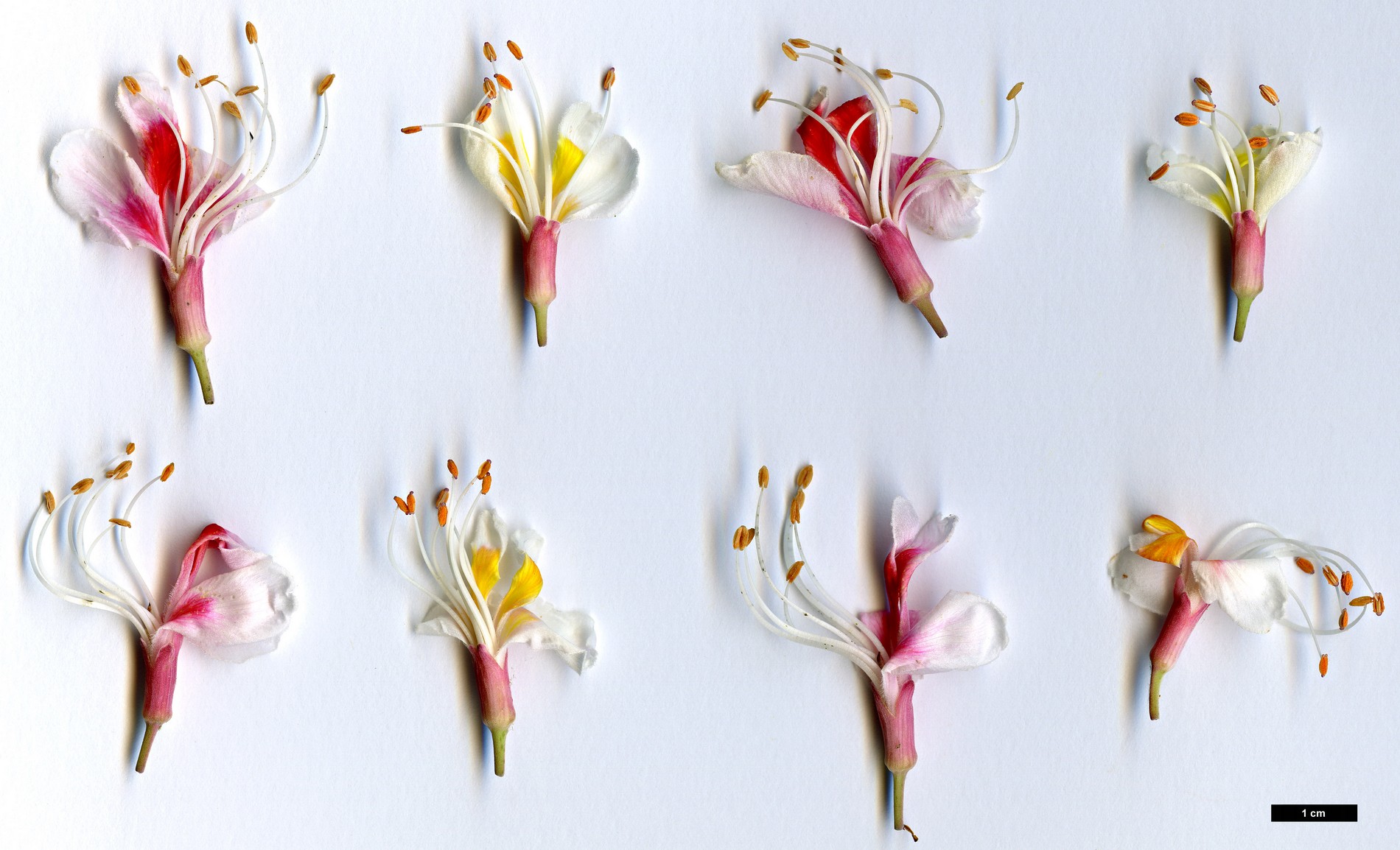 High resolution image: Family: Sapindaceae - Genus: Aesculus - Taxon: assamica