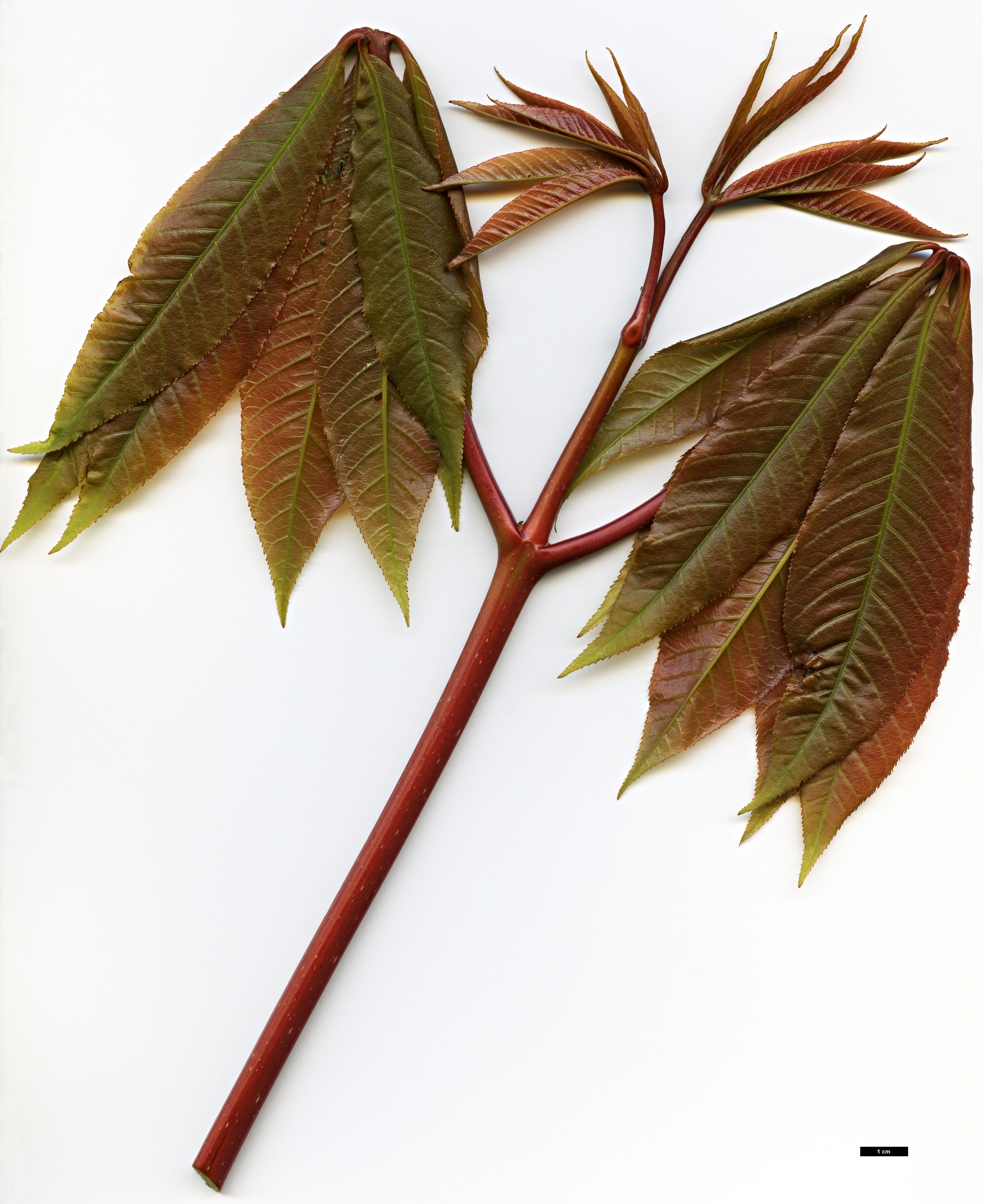 High resolution image: Family: Sapindaceae - Genus: Aesculus - Taxon: indica