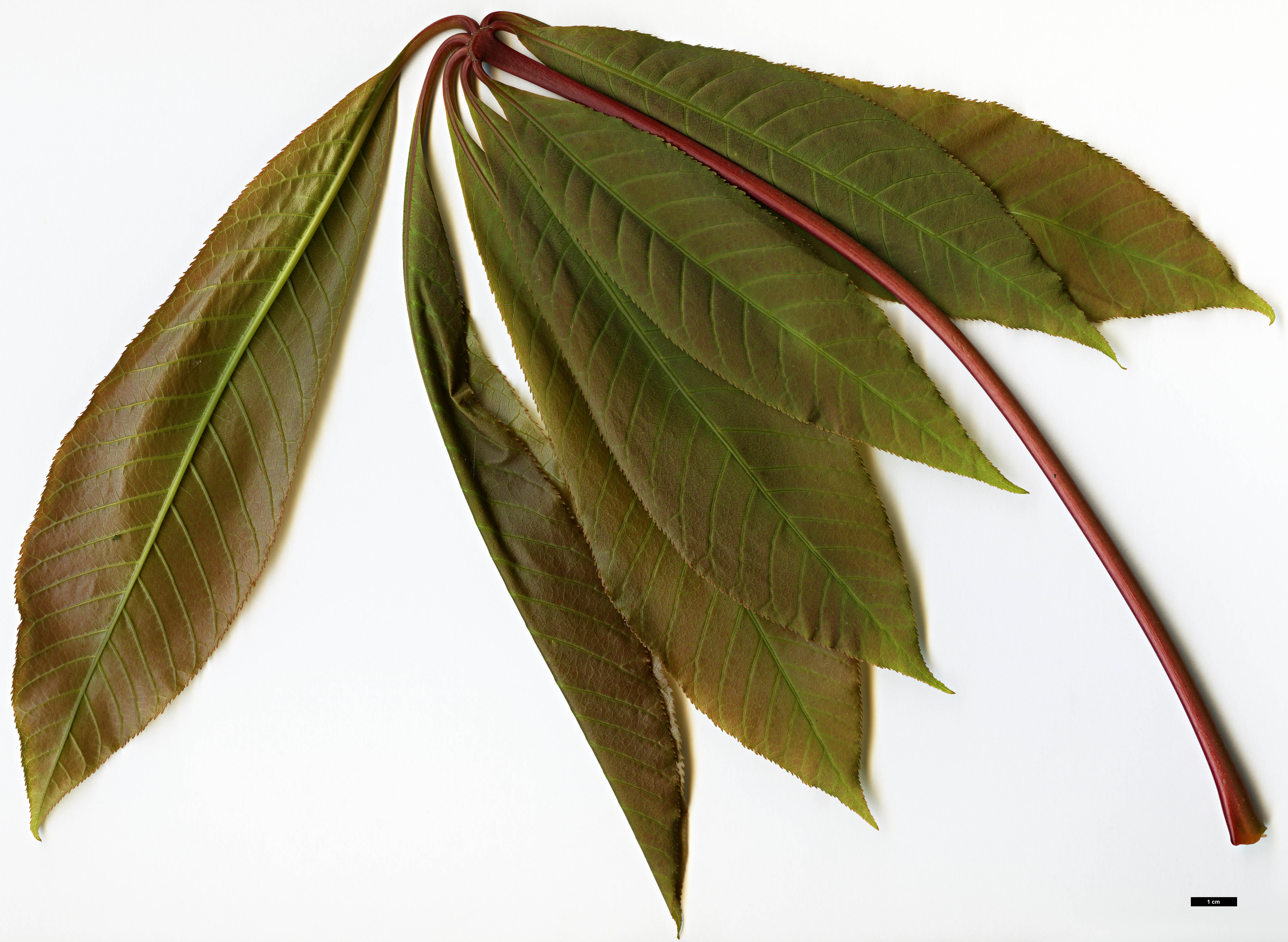 High resolution image: Family: Sapindaceae - Genus: Aesculus - Taxon: indica
