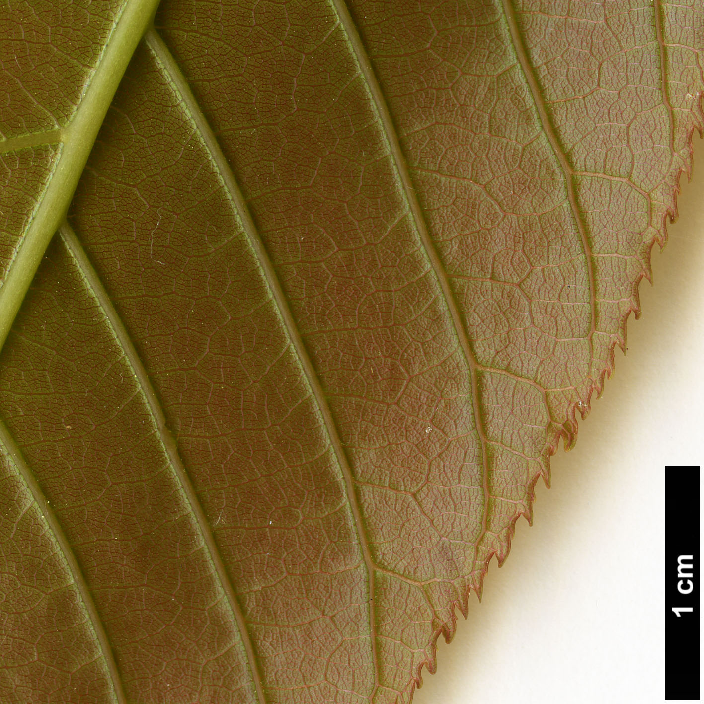 High resolution image: Family: Sapindaceae - Genus: Aesculus - Taxon: indica