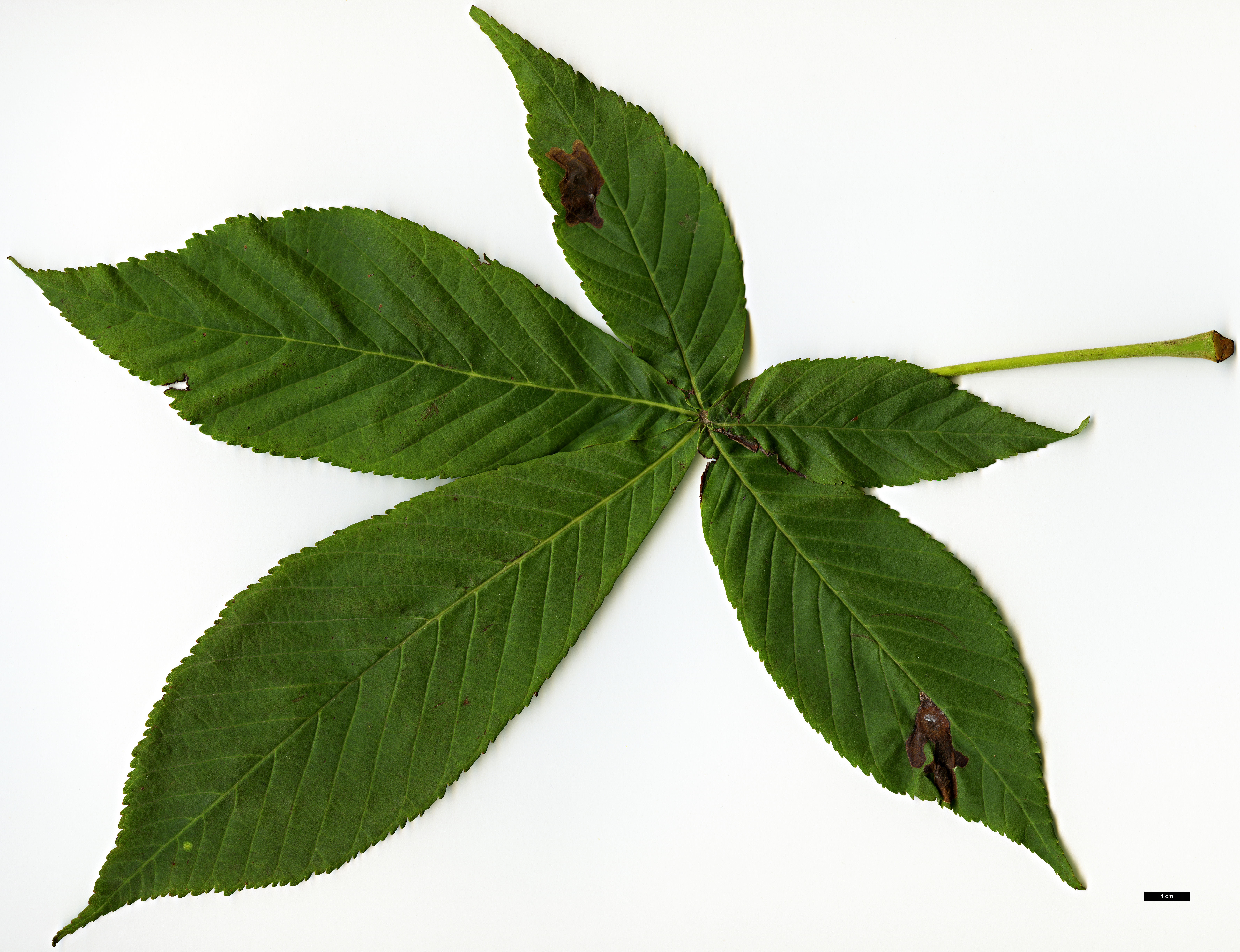 High resolution image: Family: Sapindaceae - Genus: Aesculus - Taxon: turbinata