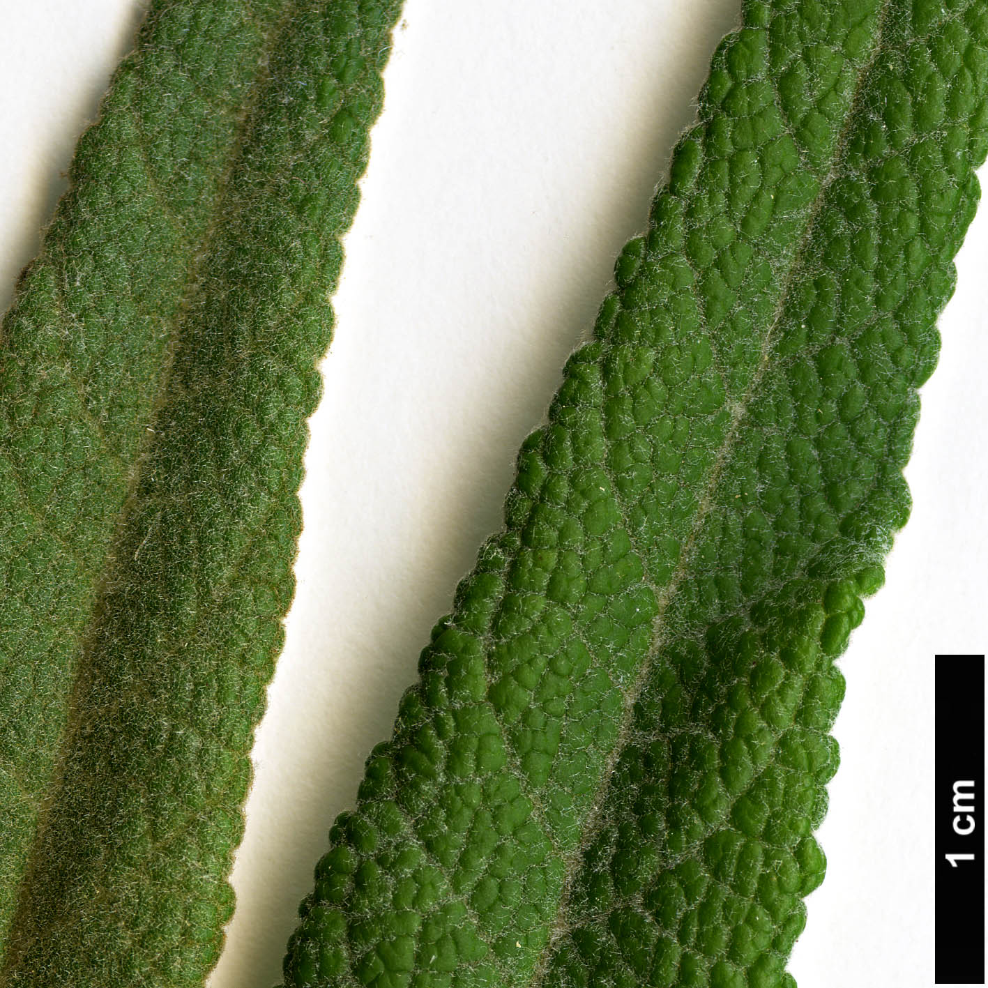 High resolution image: Family: Scrophulariaceae - Genus: Buddleja - Taxon: araucana