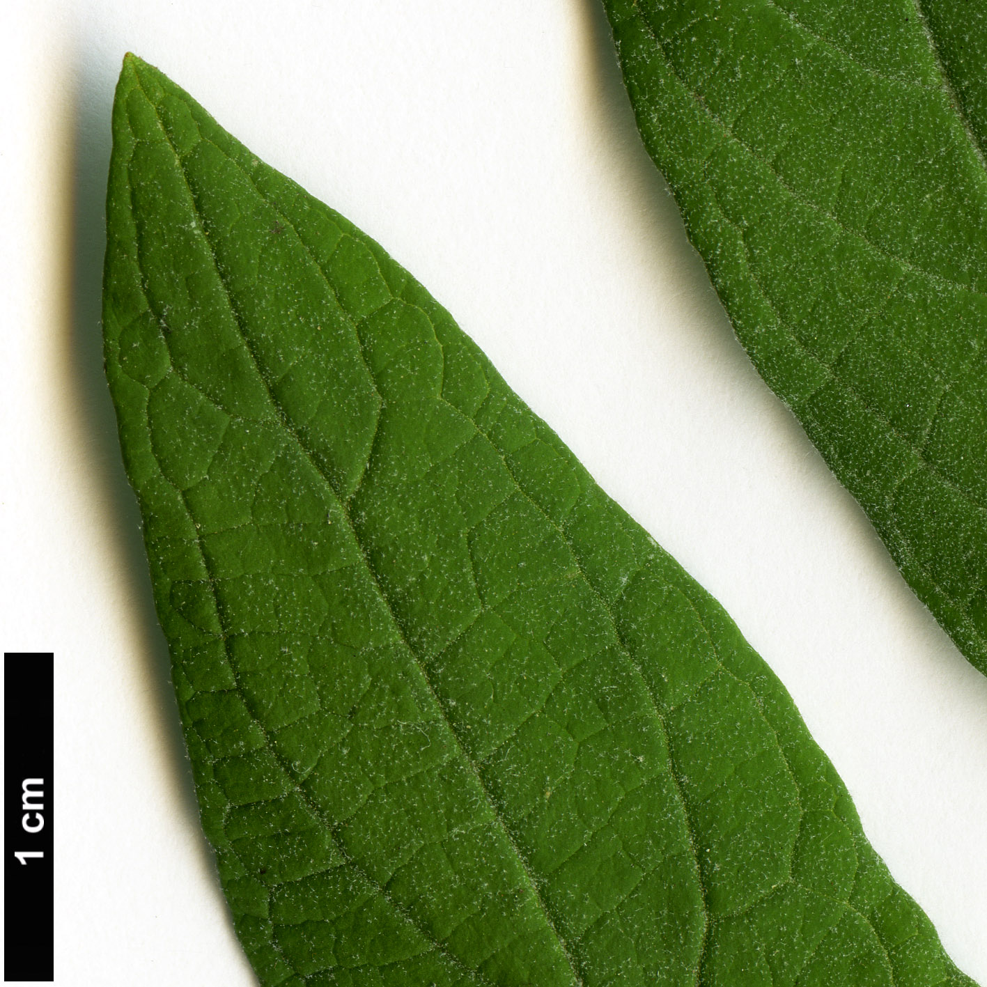 High resolution image: Family: Scrophulariaceae - Genus: Buddleja - Taxon: caryopteridifolia