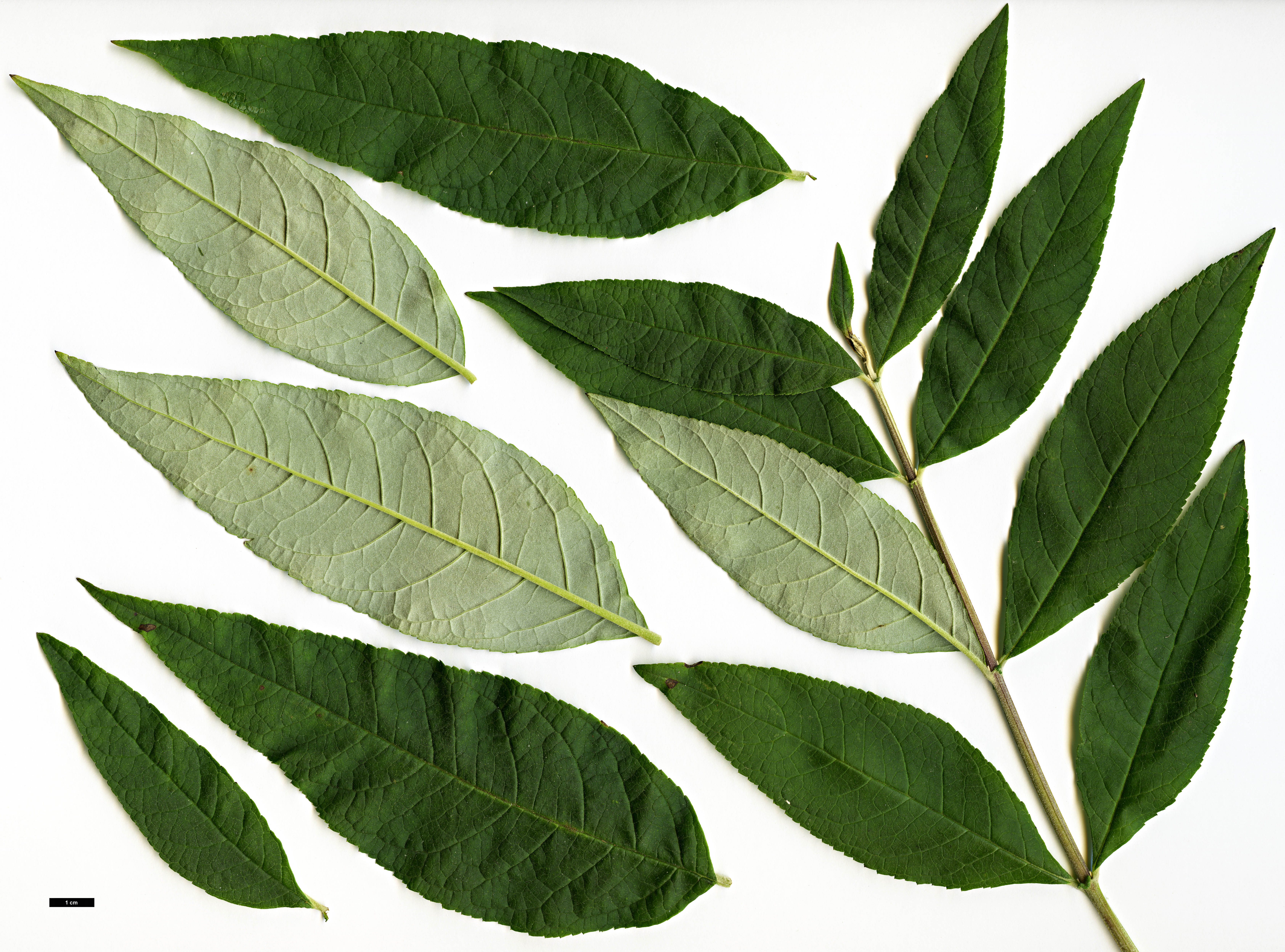 High resolution image: Family: Scrophulariaceae - Genus: Buddleja - Taxon: davidii High resolution image: Family: Scrophulariaceae - Genus: Buddleja - Taxon: davidii