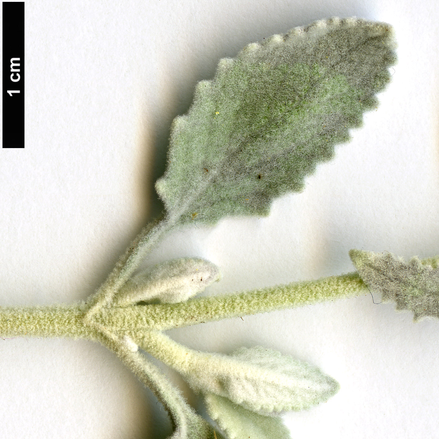 High resolution image: Family: Scrophulariaceae - Genus: Buddleja - Taxon: marrubiifolia