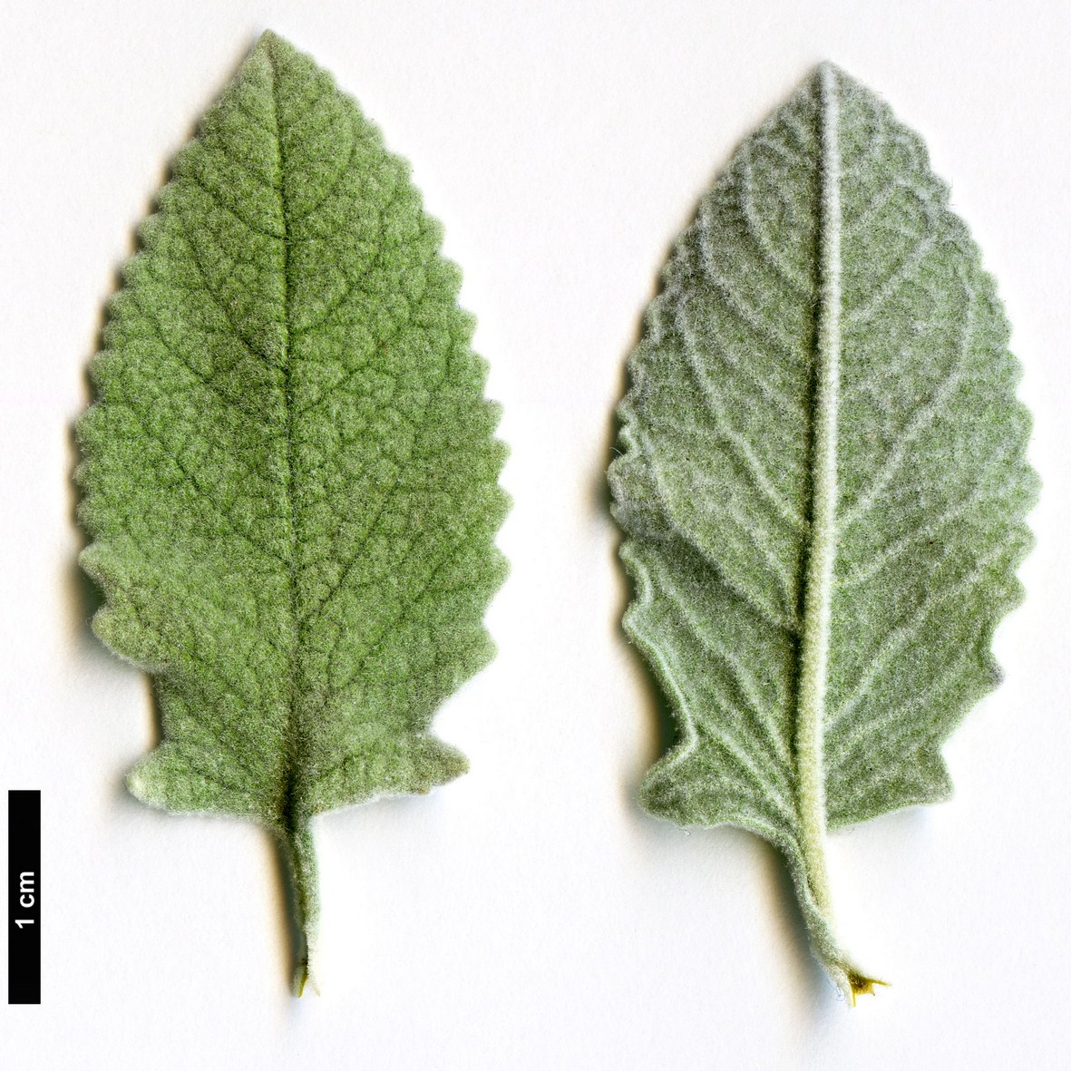 High resolution image: Family: Scrophulariaceae - Genus: Buddleja - Taxon: marrubiifolia