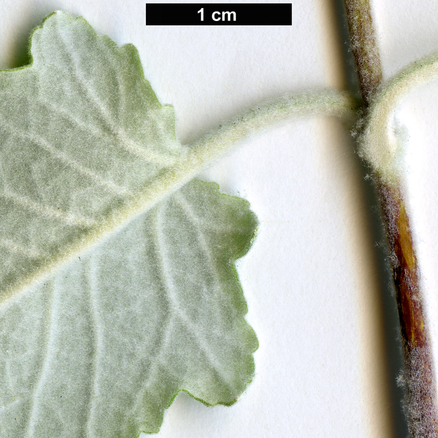 High resolution image: Family: Scrophulariaceae - Genus: Buddleja - Taxon: sterniana