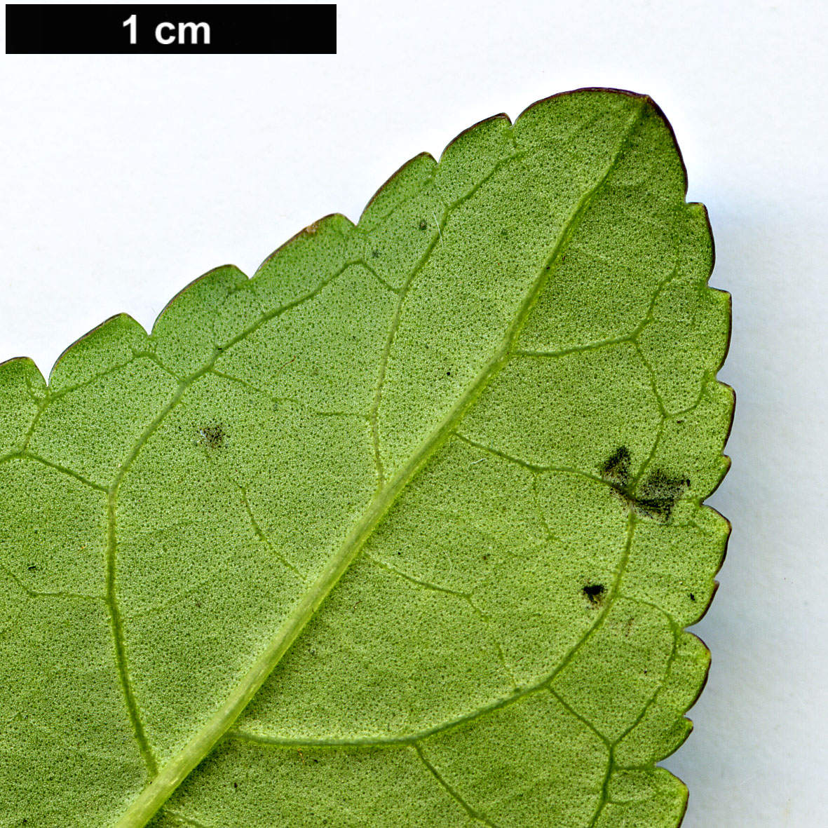 High resolution image: Family: Scrophulariaceae - Genus: Phygelius - Taxon: aequalis