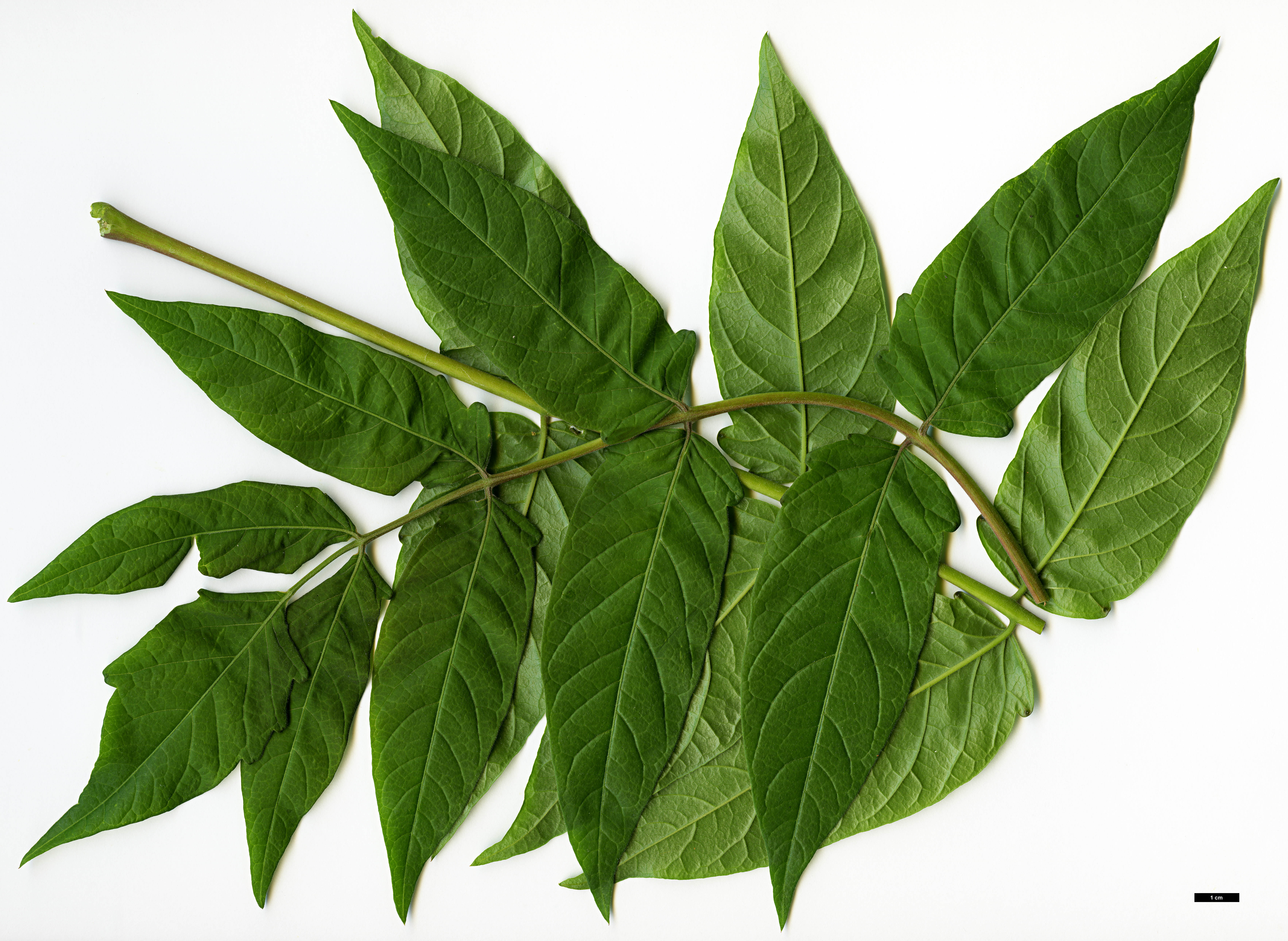 High resolution image: Family: Simaroubaceae - Genus: Ailanthus - Taxon: altissima