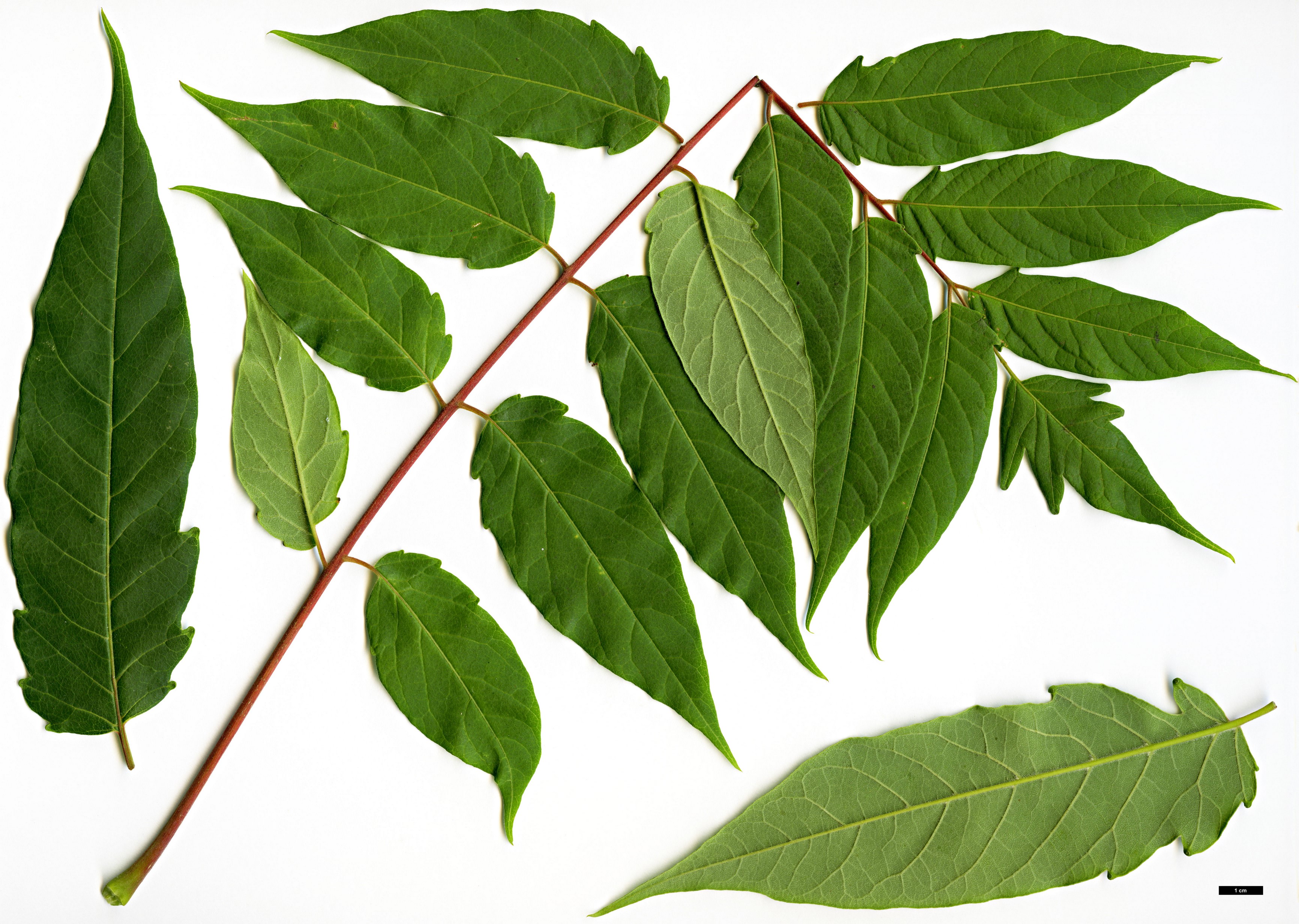 High resolution image: Family: Simaroubaceae - Genus: Ailanthus - Taxon: vilmoriniana