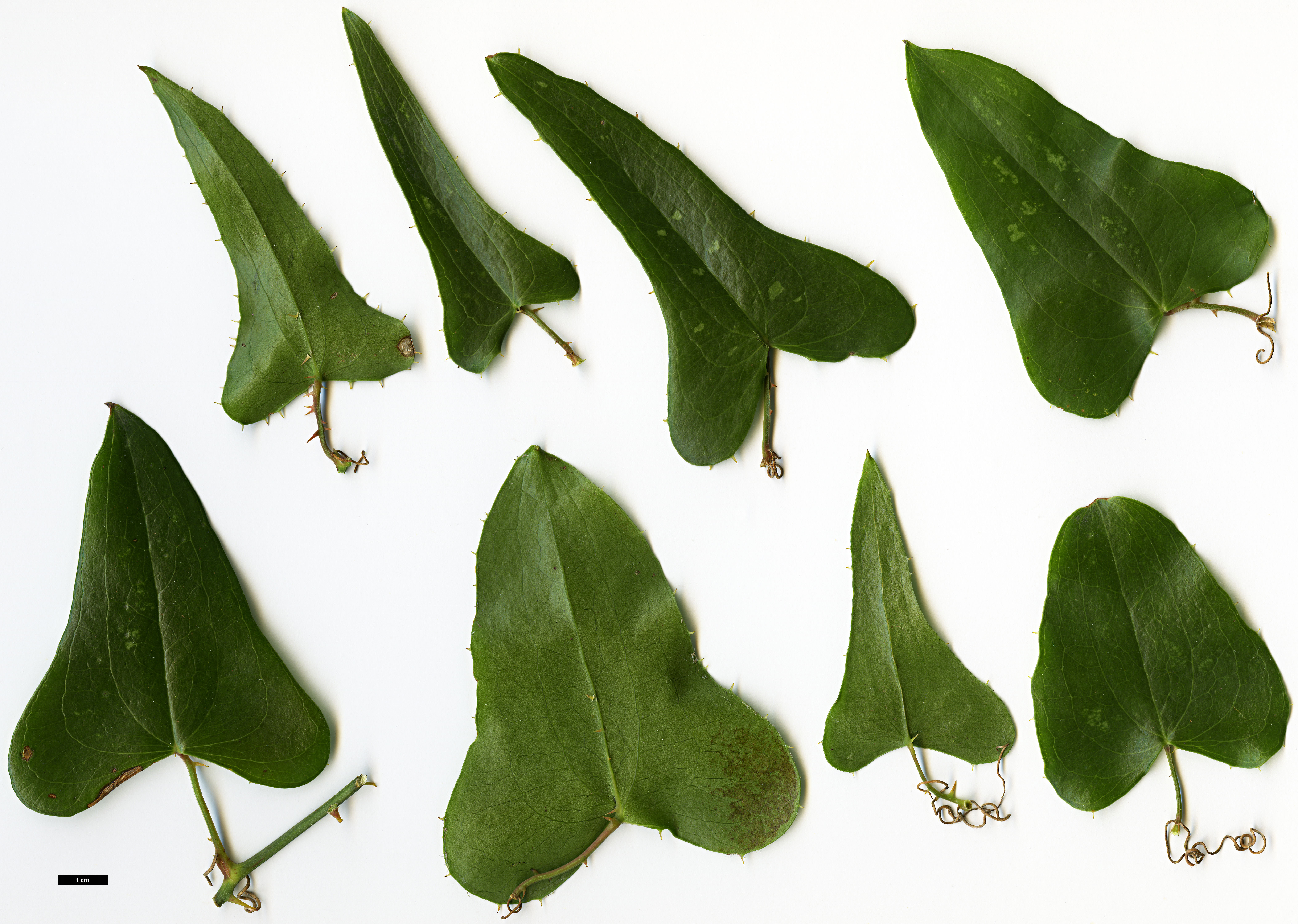 High resolution image: Family: Smilacaceae - Genus: Smilax - Taxon: aspera