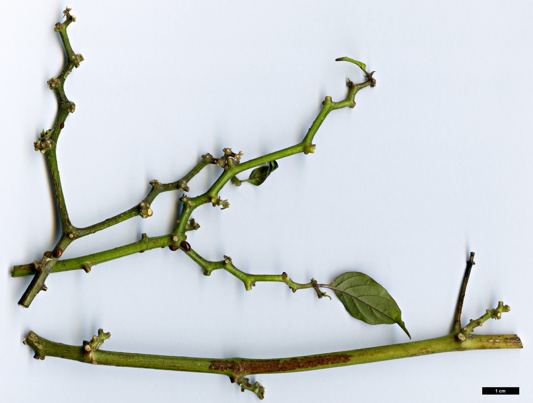 High resolution image: Family: Solanaceae - Genus: Capsicum - Taxon: chinense