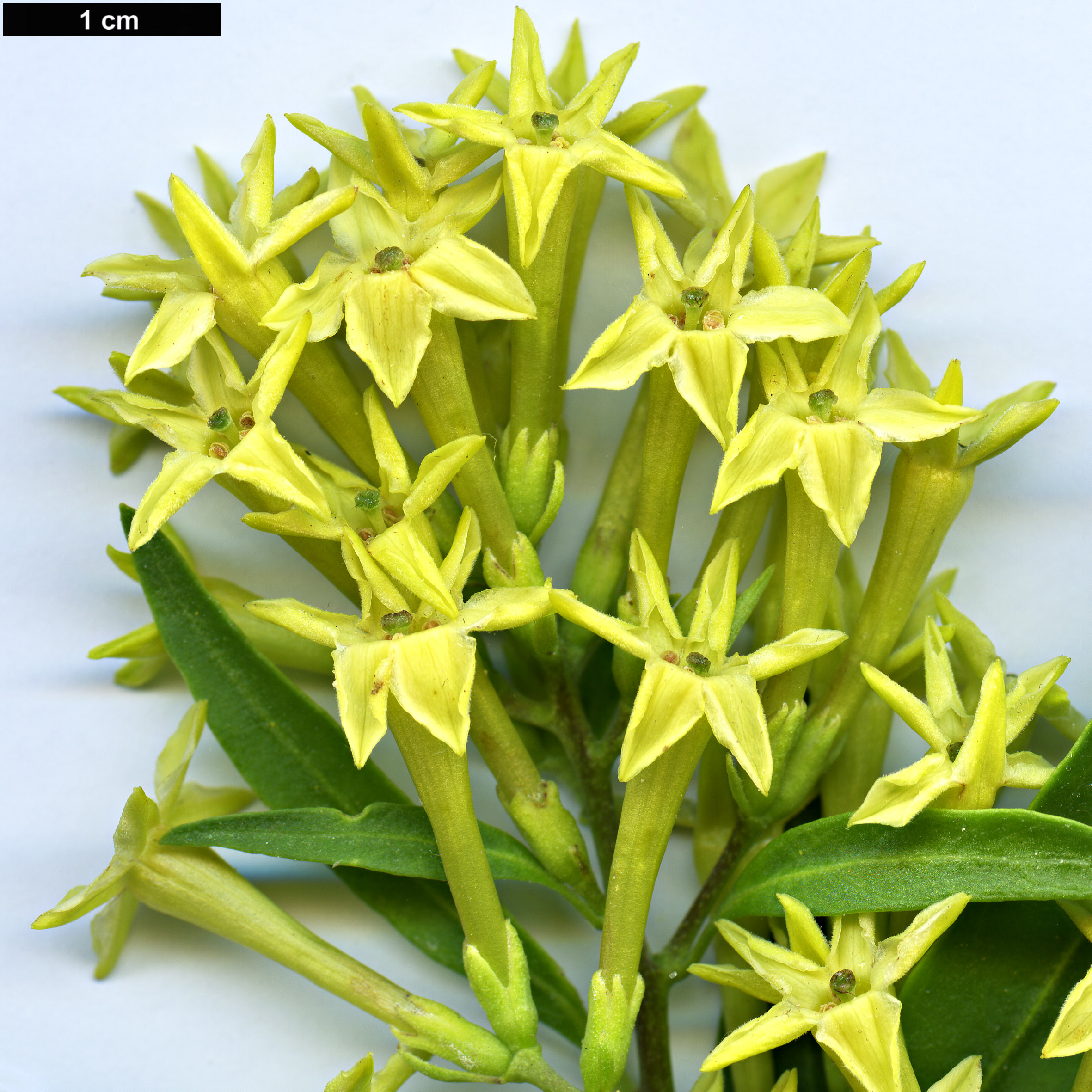 High resolution image: Family: Solanaceae - Genus: Cestrum - Taxon: parqui