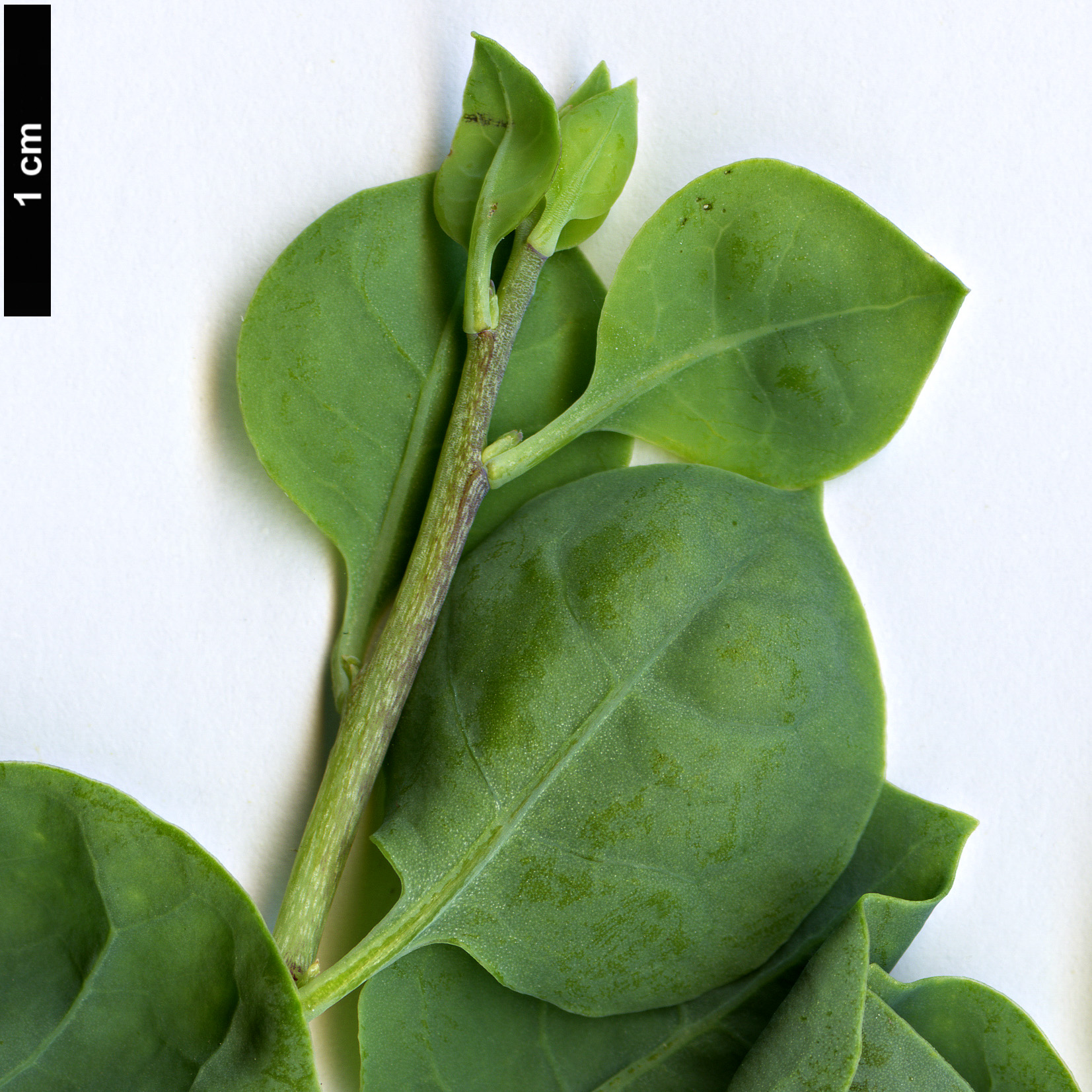 High resolution image: Family: Solanaceae - Genus: Lycium - Taxon: boerhaviifolium