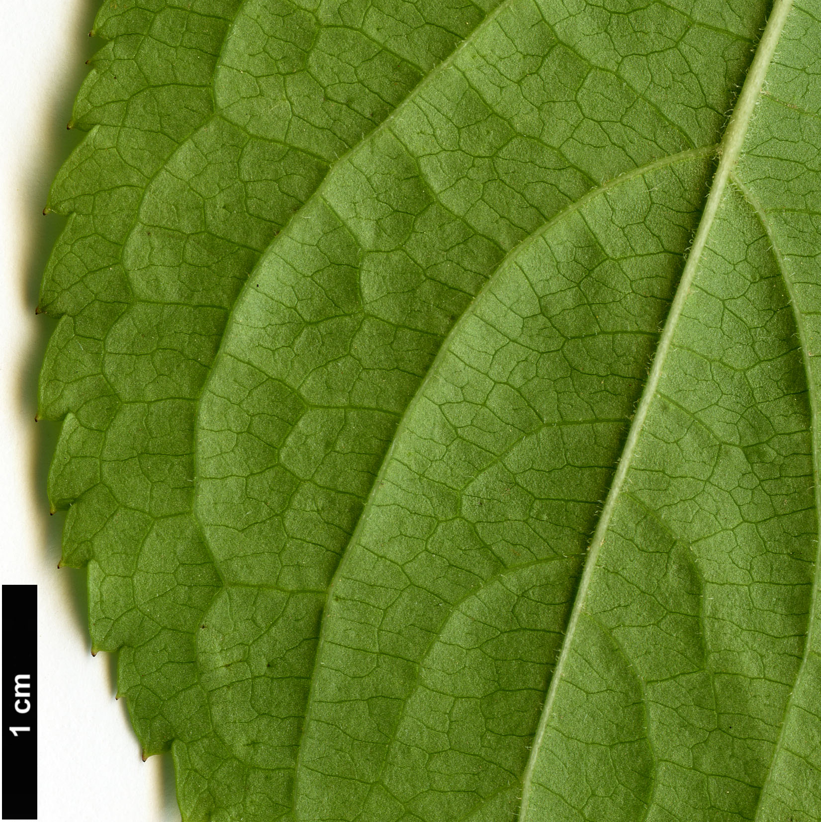 High resolution image: Family: Stachyuraceae - Genus: Stachyurus - Taxon: praecox