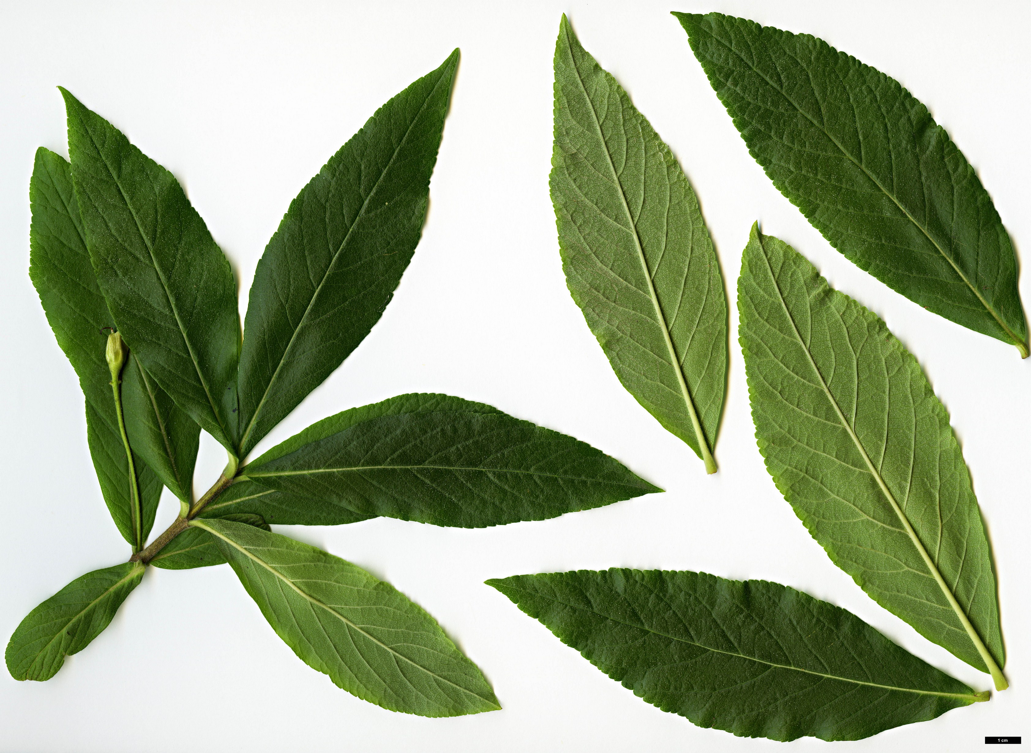 High resolution image: Family: Stilbaceae - Genus: Bowkeria - Taxon: verticillata