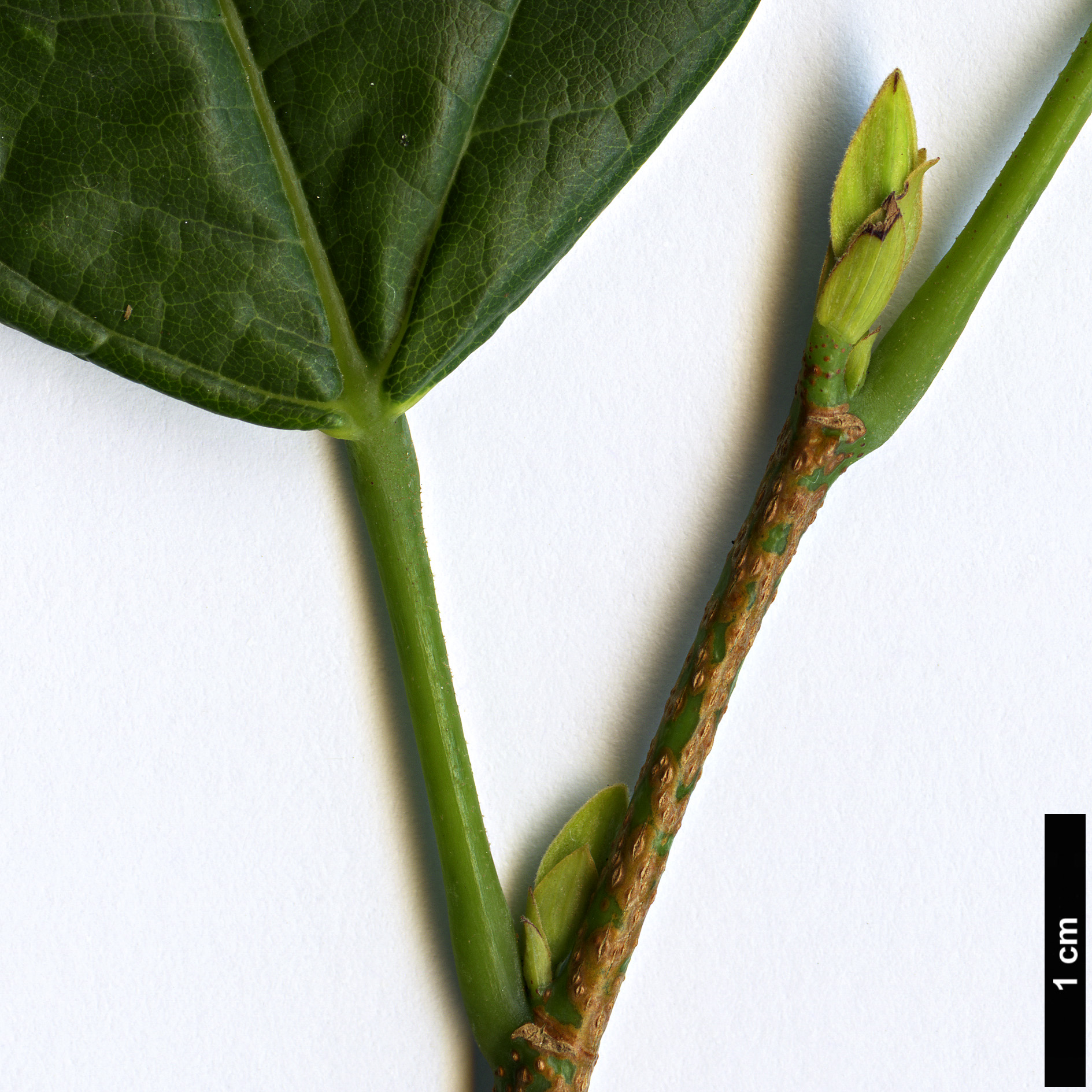 High resolution image: Family: Styracaceae - Genus: Corylopsis - Taxon: multiflora