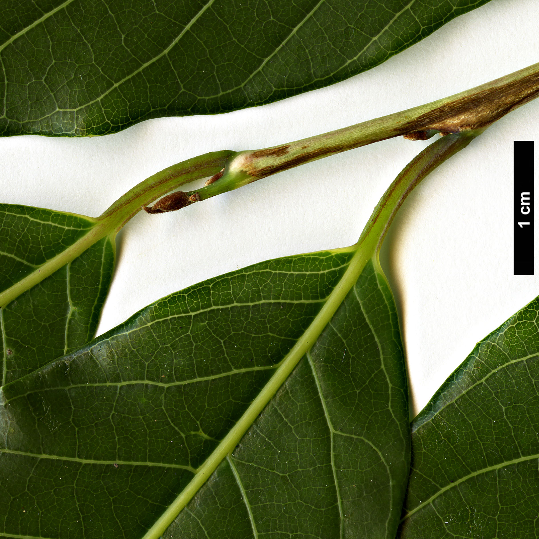 High resolution image: Family: Styracaceae - Genus: Huodendron - Taxon: biaristatum