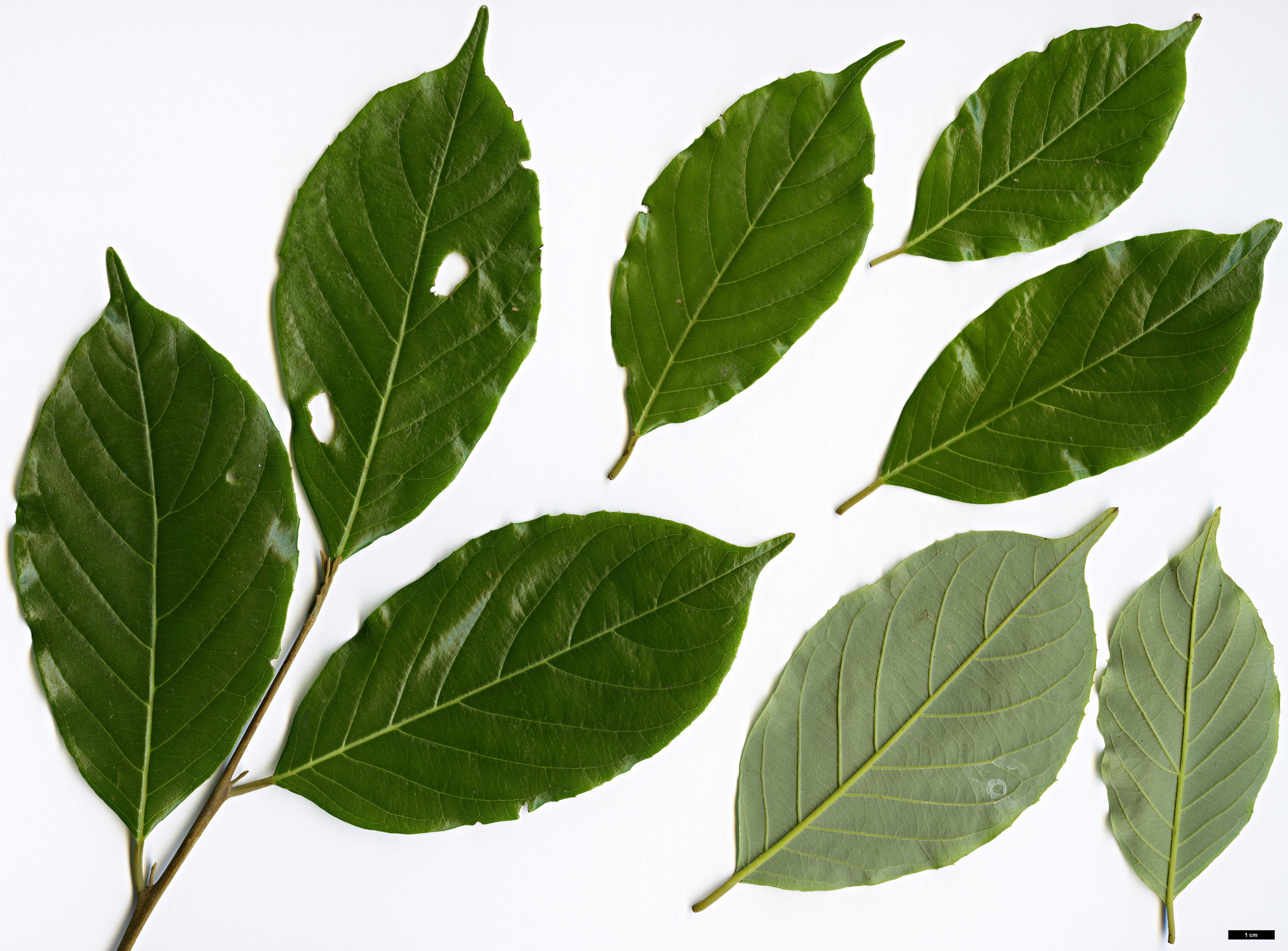 High resolution image: Family: Styracaceae - Genus: Huodendron - Taxon: tomentosum