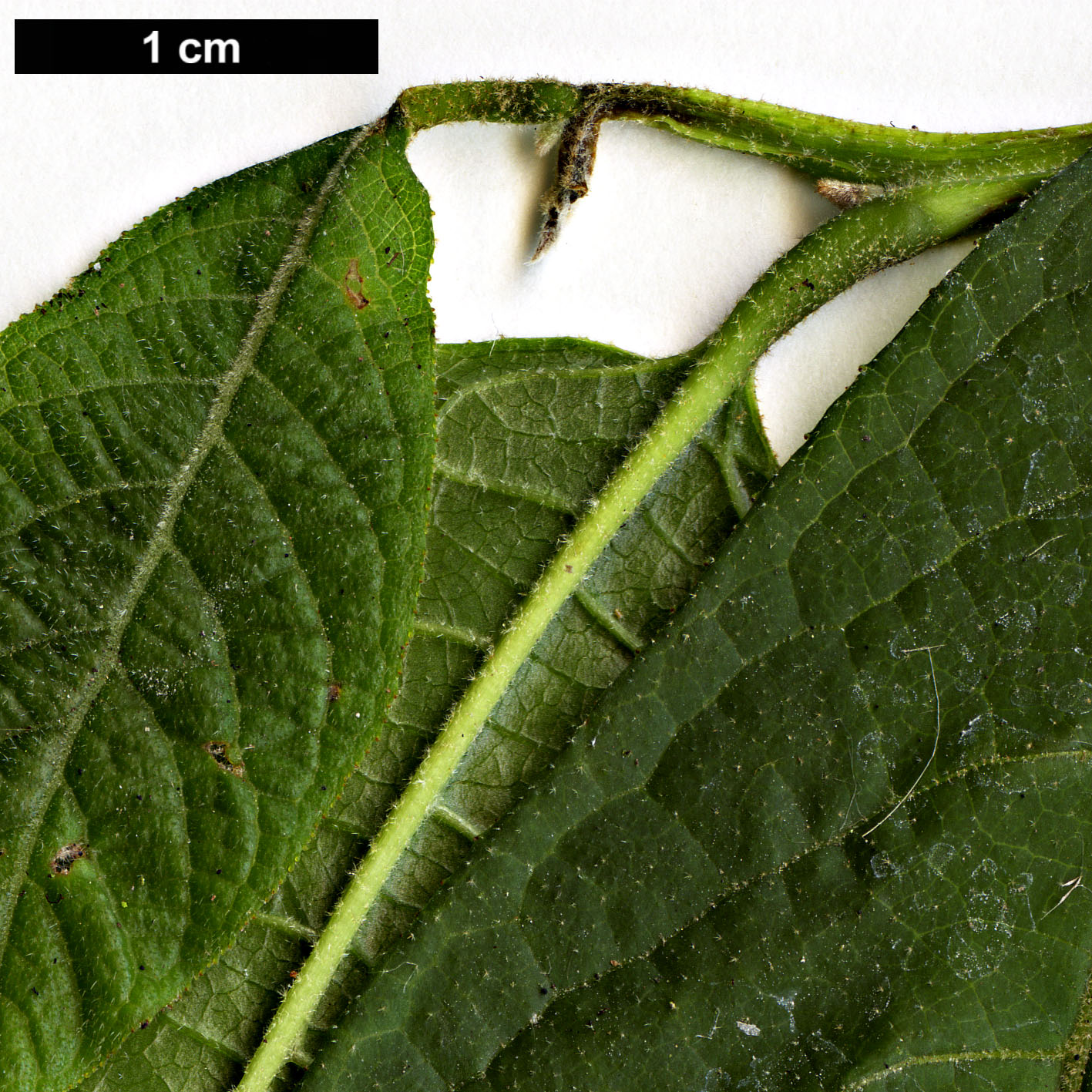 High resolution image: Family: Styracaceae - Genus: Melliodendron - Taxon: xylocarpum