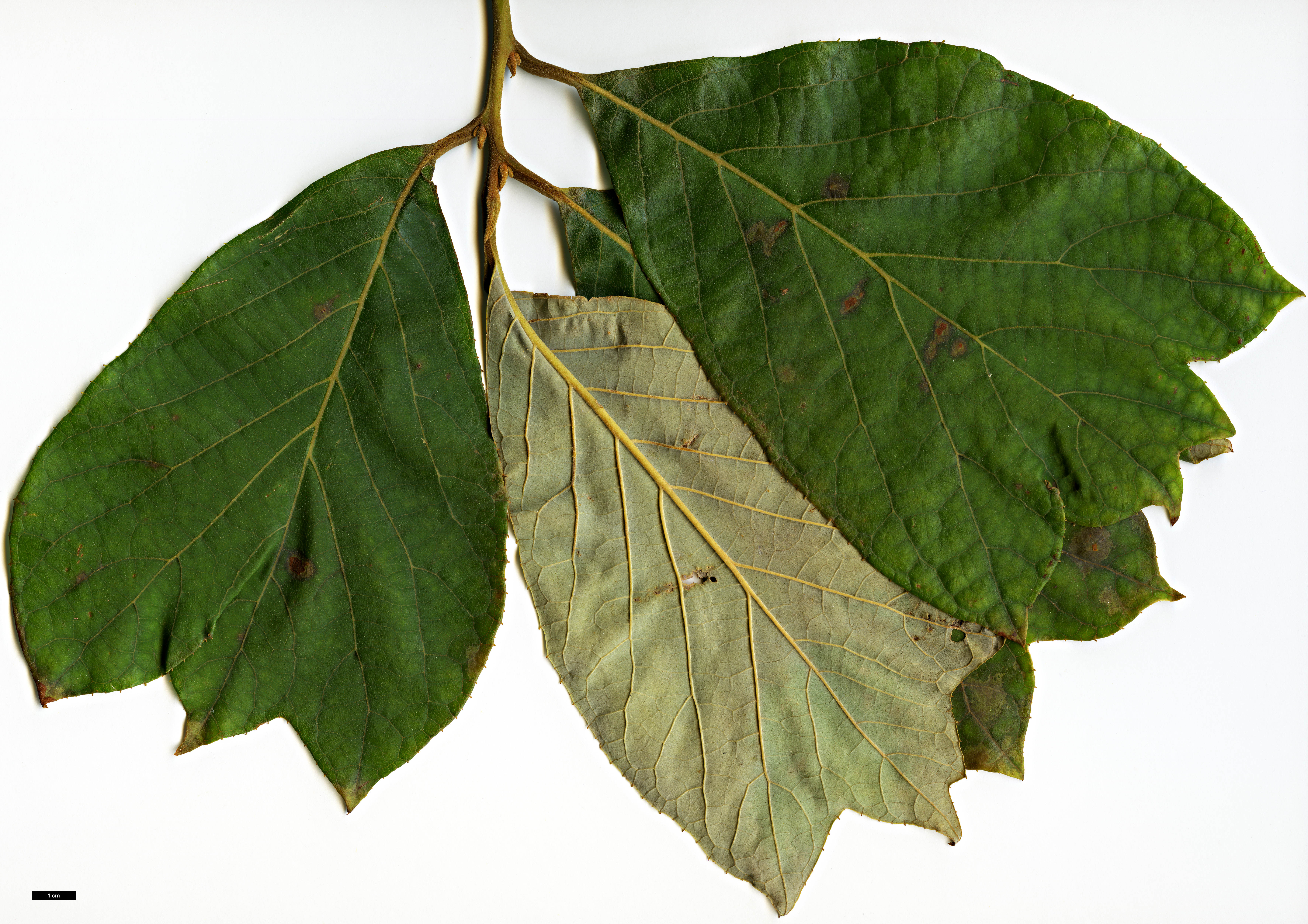 High resolution image: Family: Styracaceae - Genus: Pterostyrax - Taxon: psilophyllus