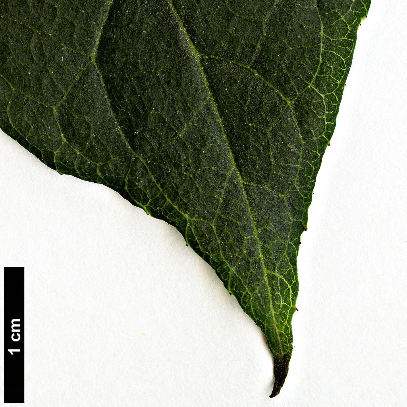 High resolution image: Family: Styracaceae - Genus: Styrax - Taxon: formosanus