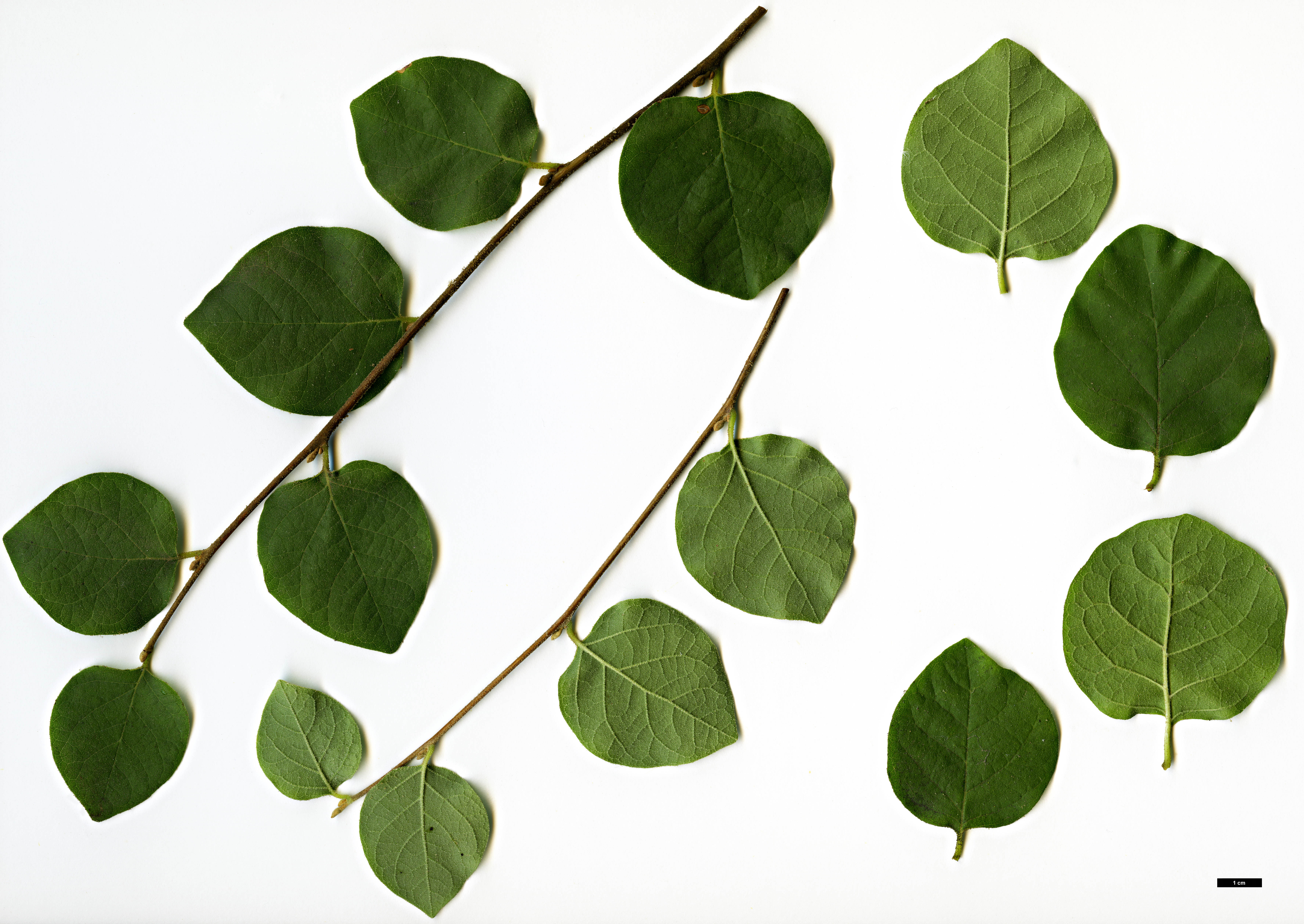 High resolution image: Family: Styracaceae - Genus: Styrax - Taxon: officinalis