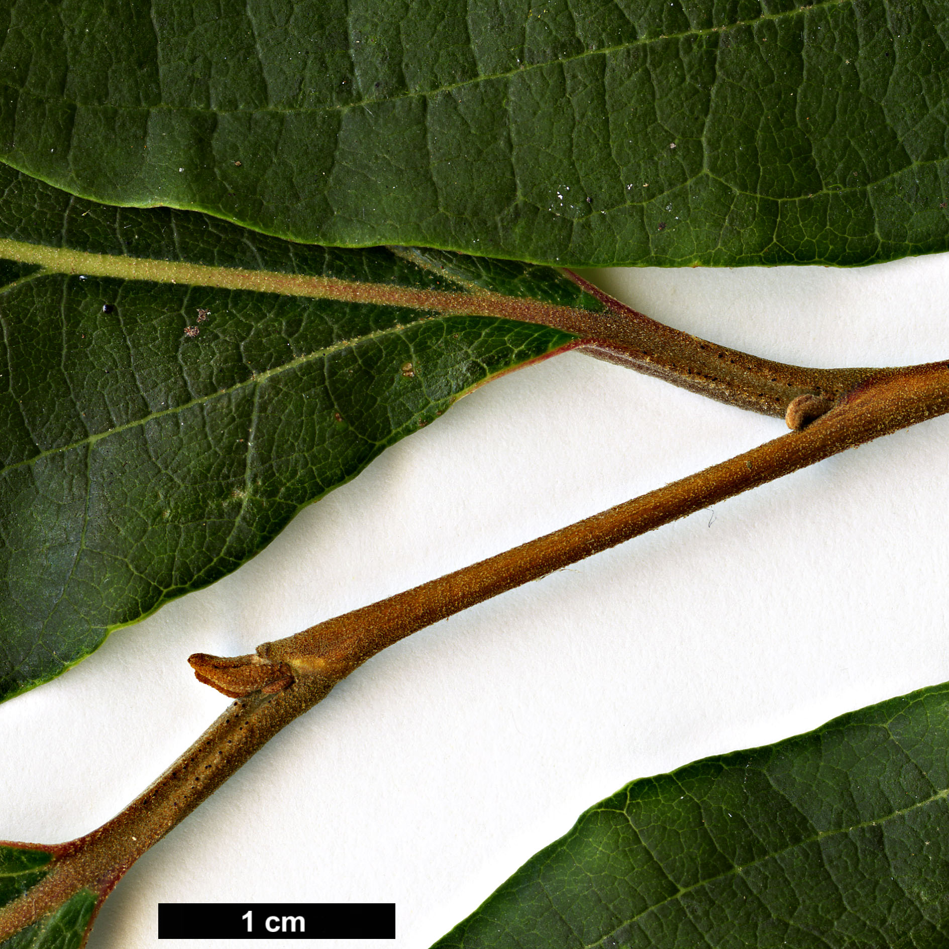 High resolution image: Family: Styracaceae - Genus: Styrax - Taxon: tonkinensis