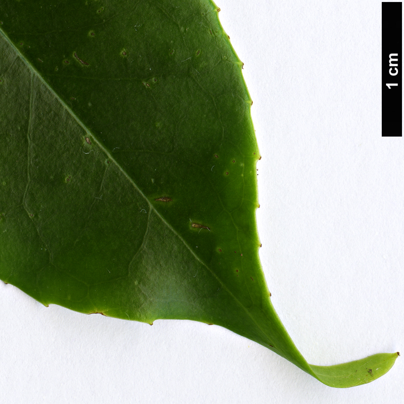 High resolution image: Family: Symplocaceae - Genus: Symplocos - Taxon: sumuntia