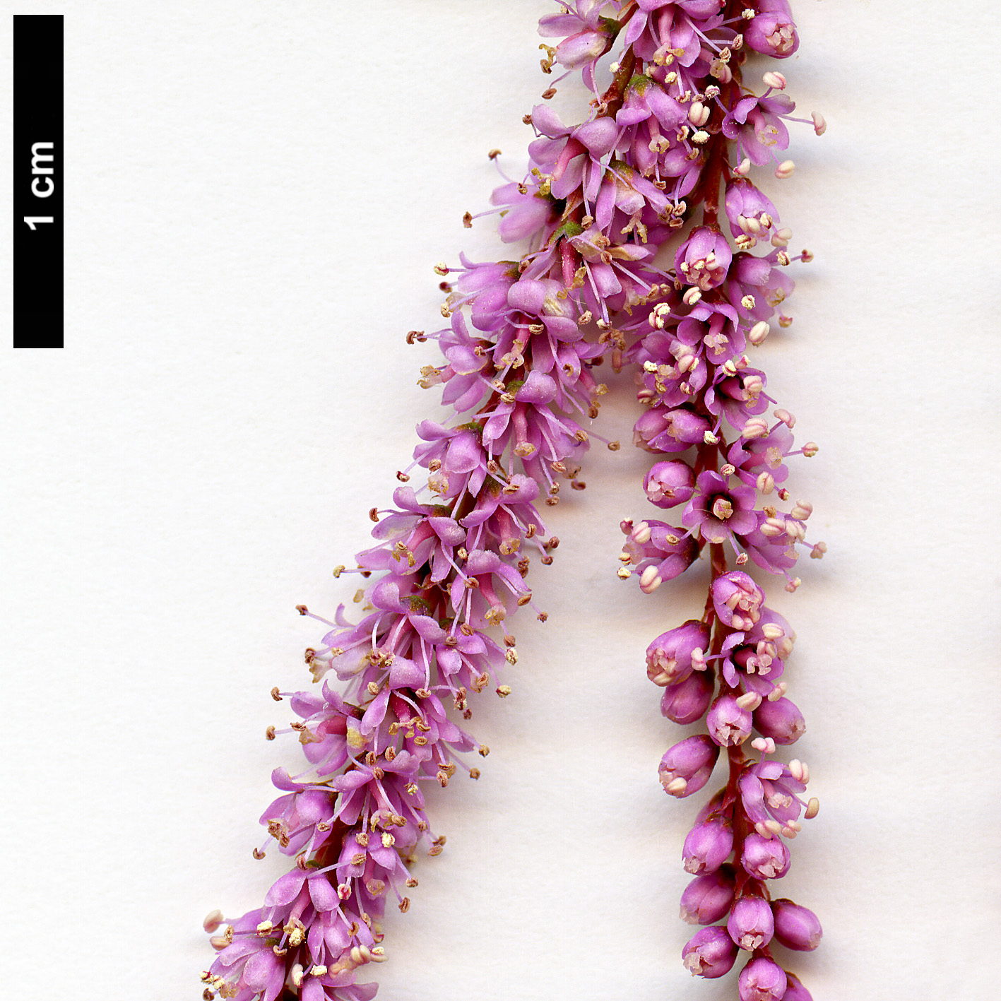 High resolution image: Family: Tamaricaceae - Genus: Tamarix - Taxon: ramosissima